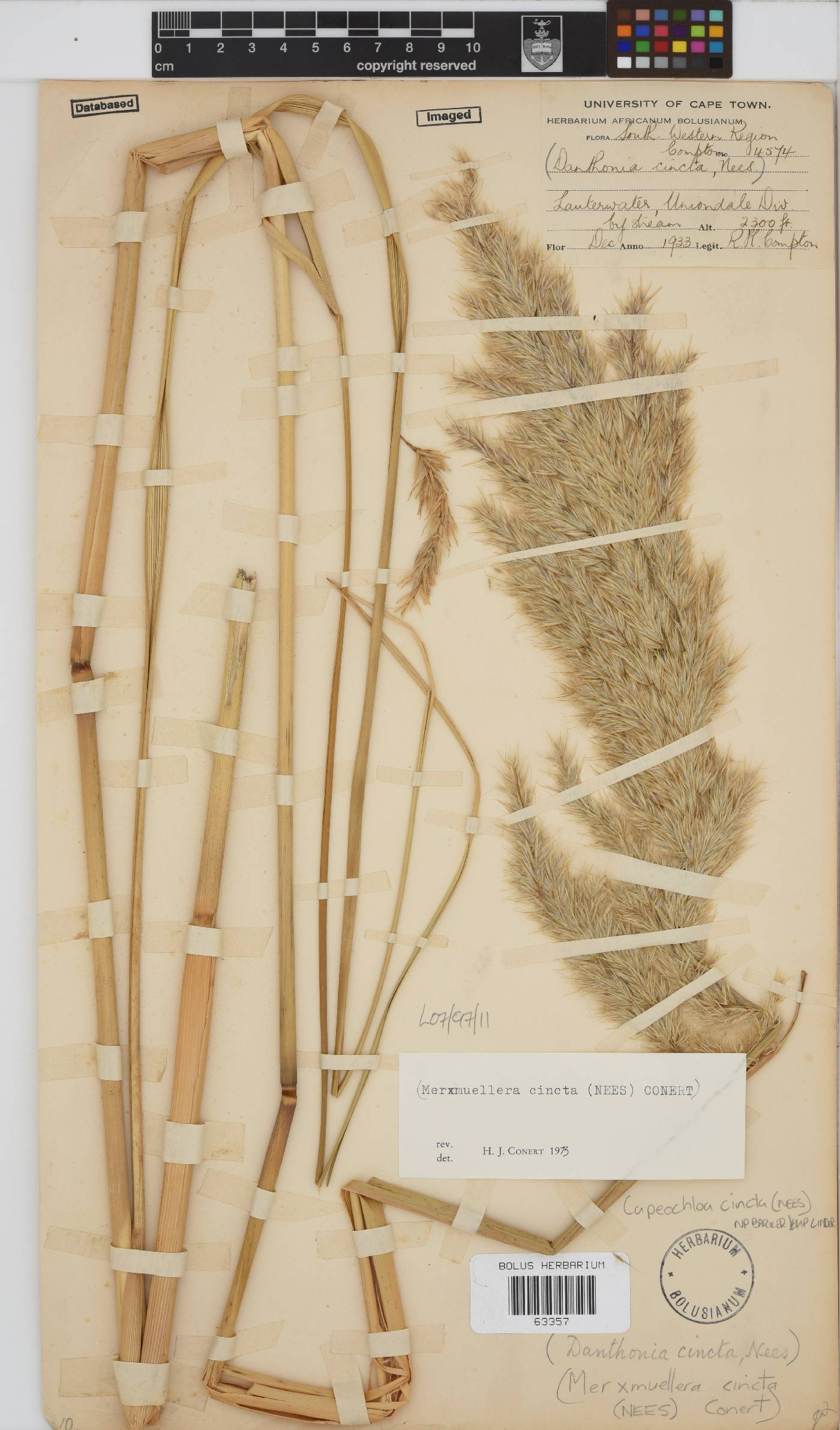 Capeochloa cincta subsp. cincta image