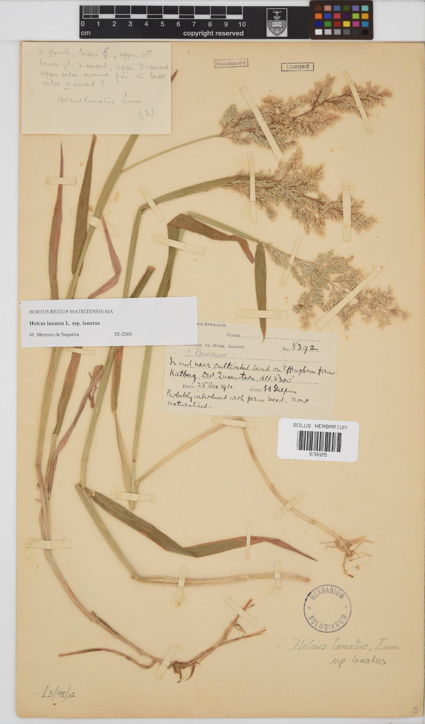 Holcus lanatus image