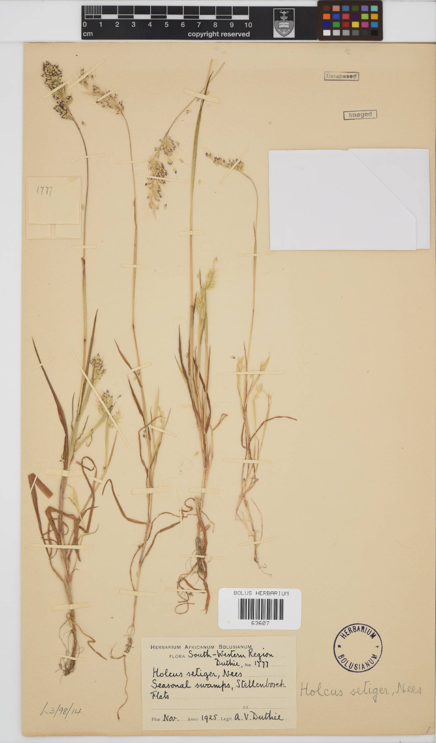 Holcus setiger image