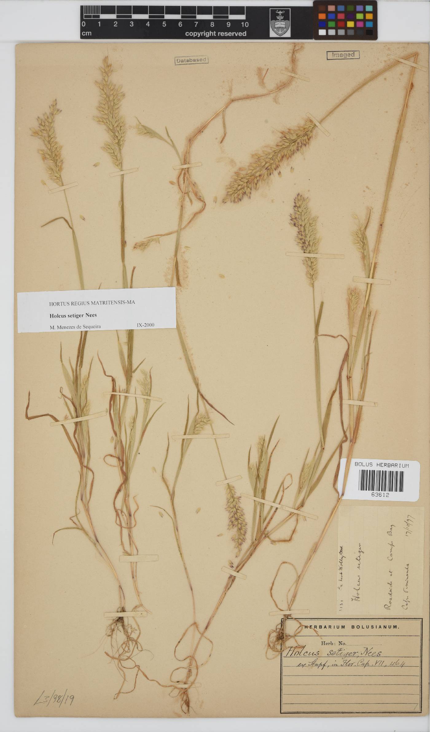 Holcus setiger image