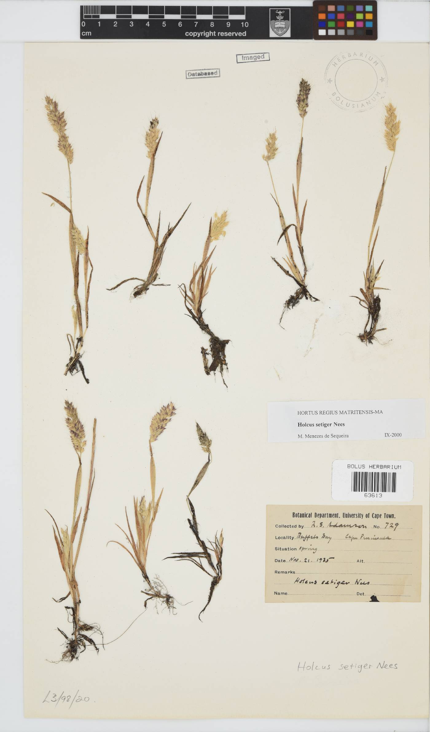 Holcus setiger image