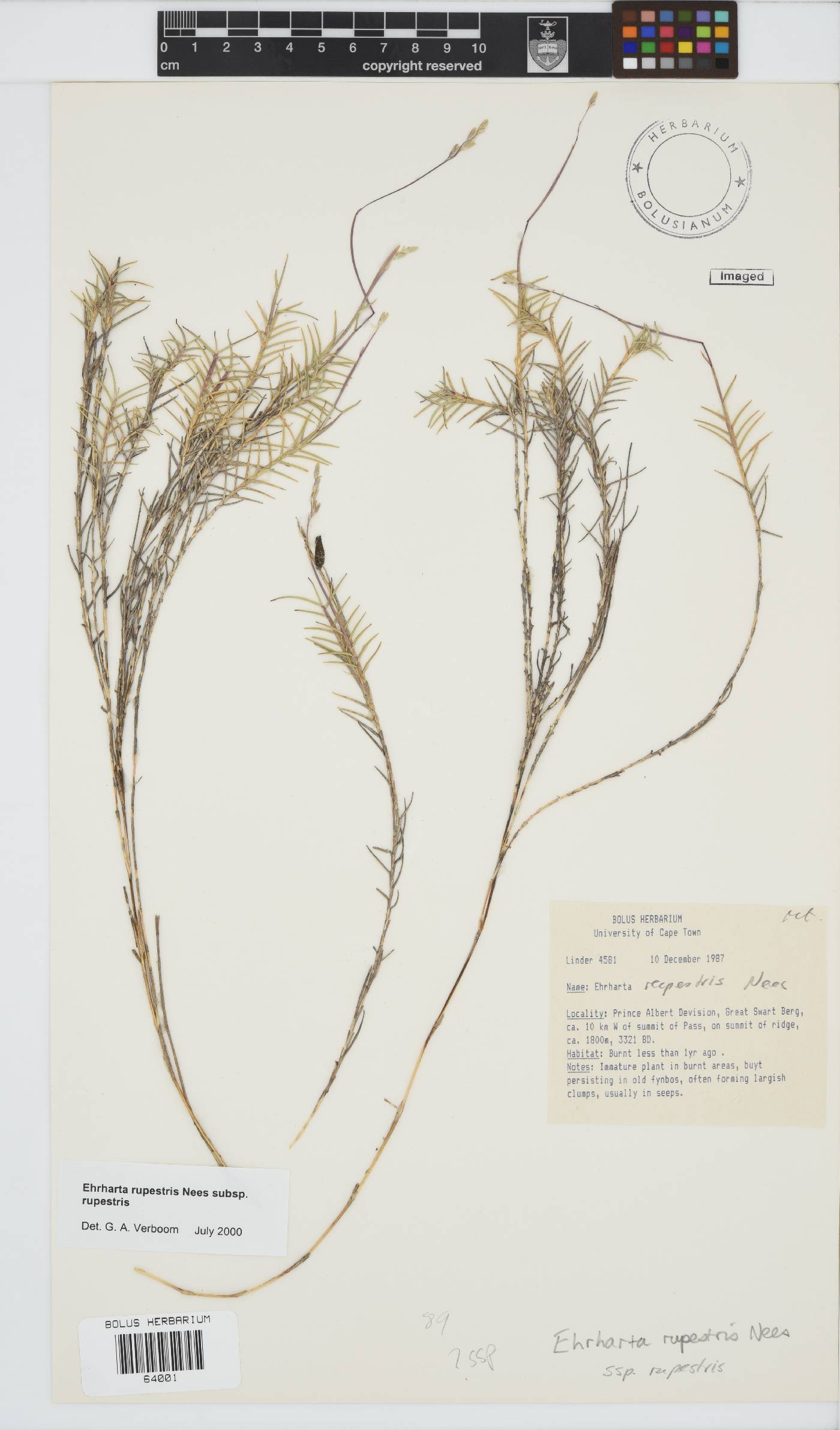 Ehrharta rupestris image