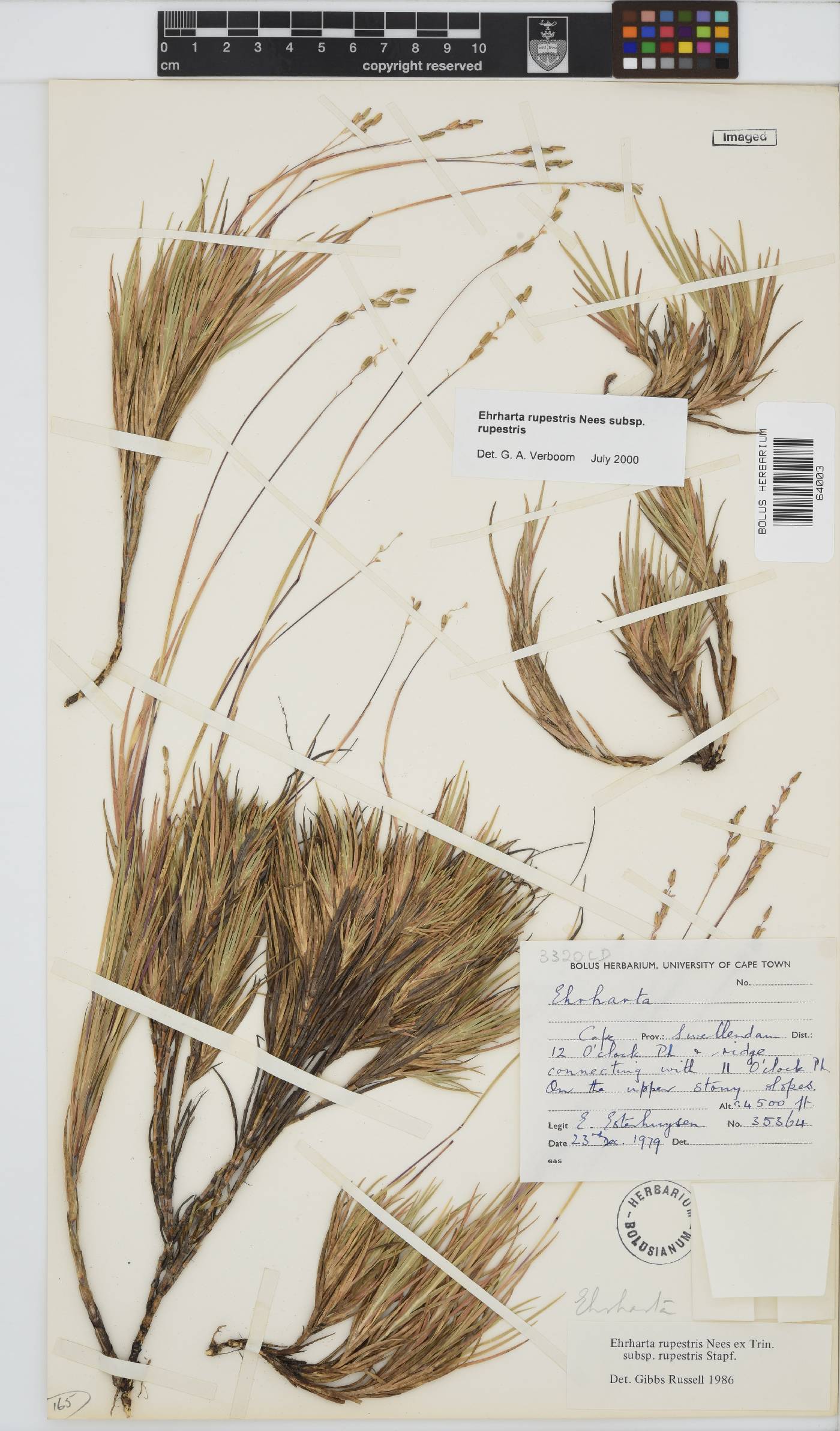 Ehrharta rupestris subsp. rupestris image