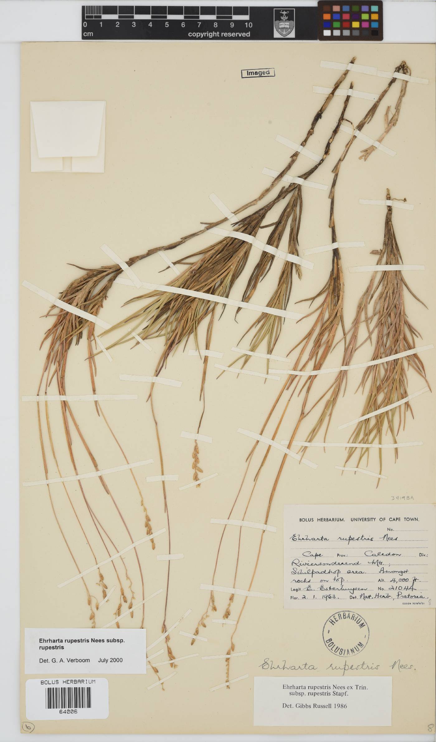 Ehrharta rupestris subsp. rupestris image