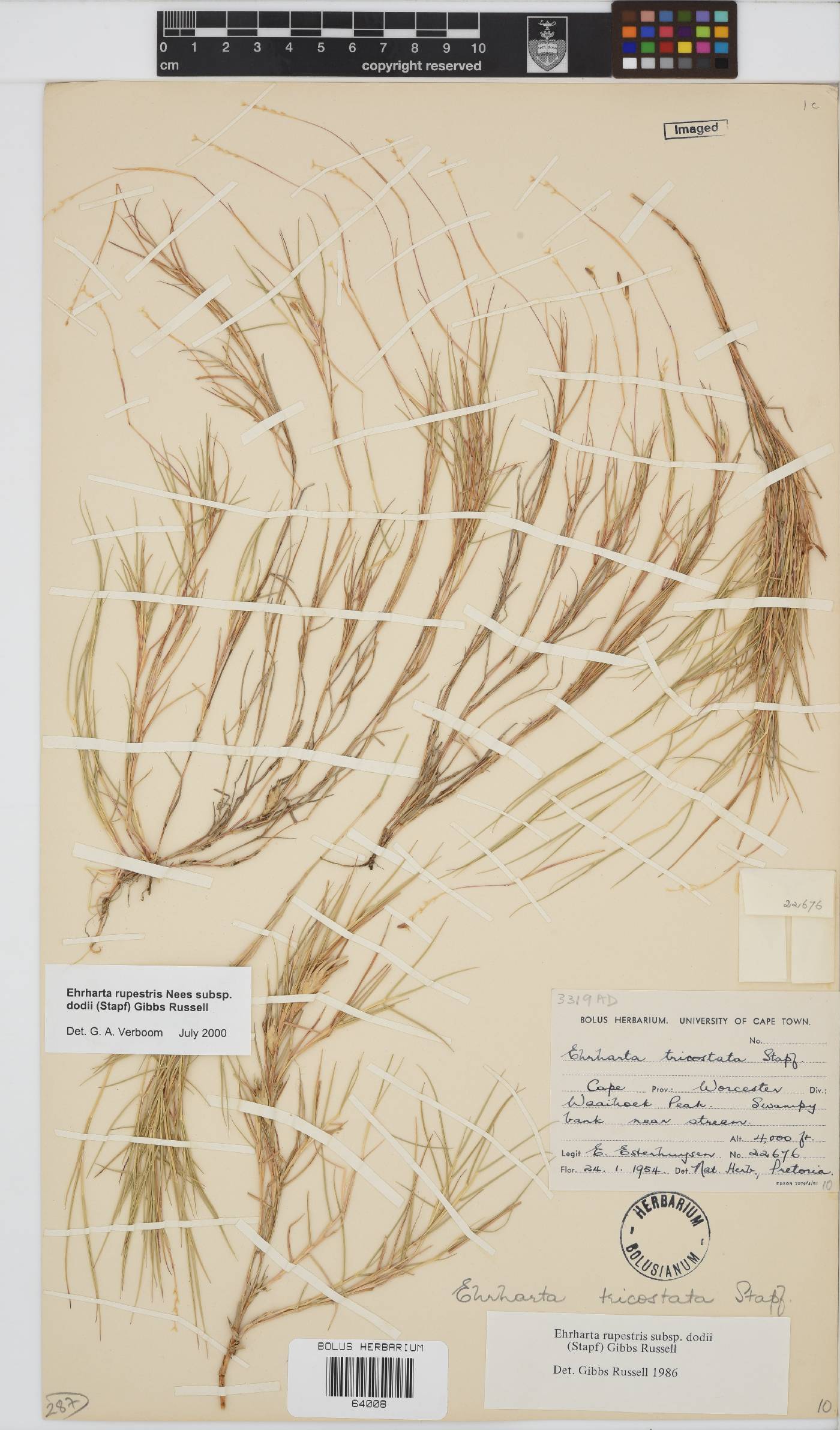 Ehrharta rupestris subsp. dodii image