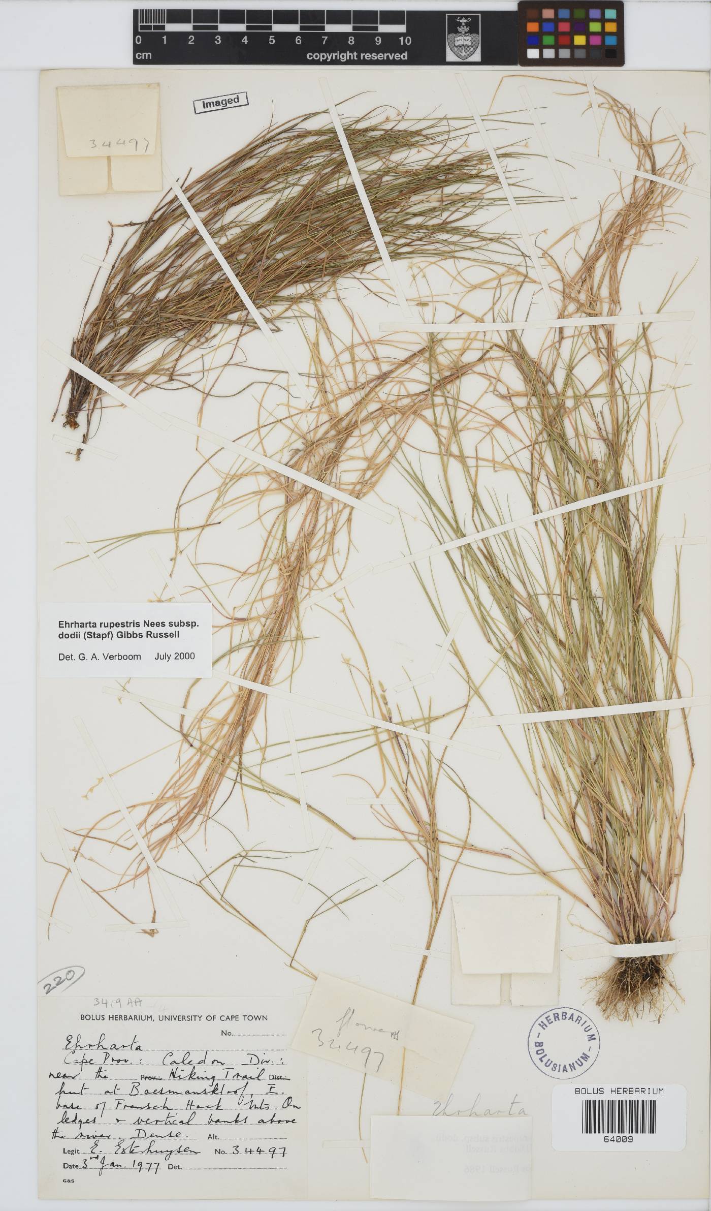 Ehrharta rupestris subsp. dodii image