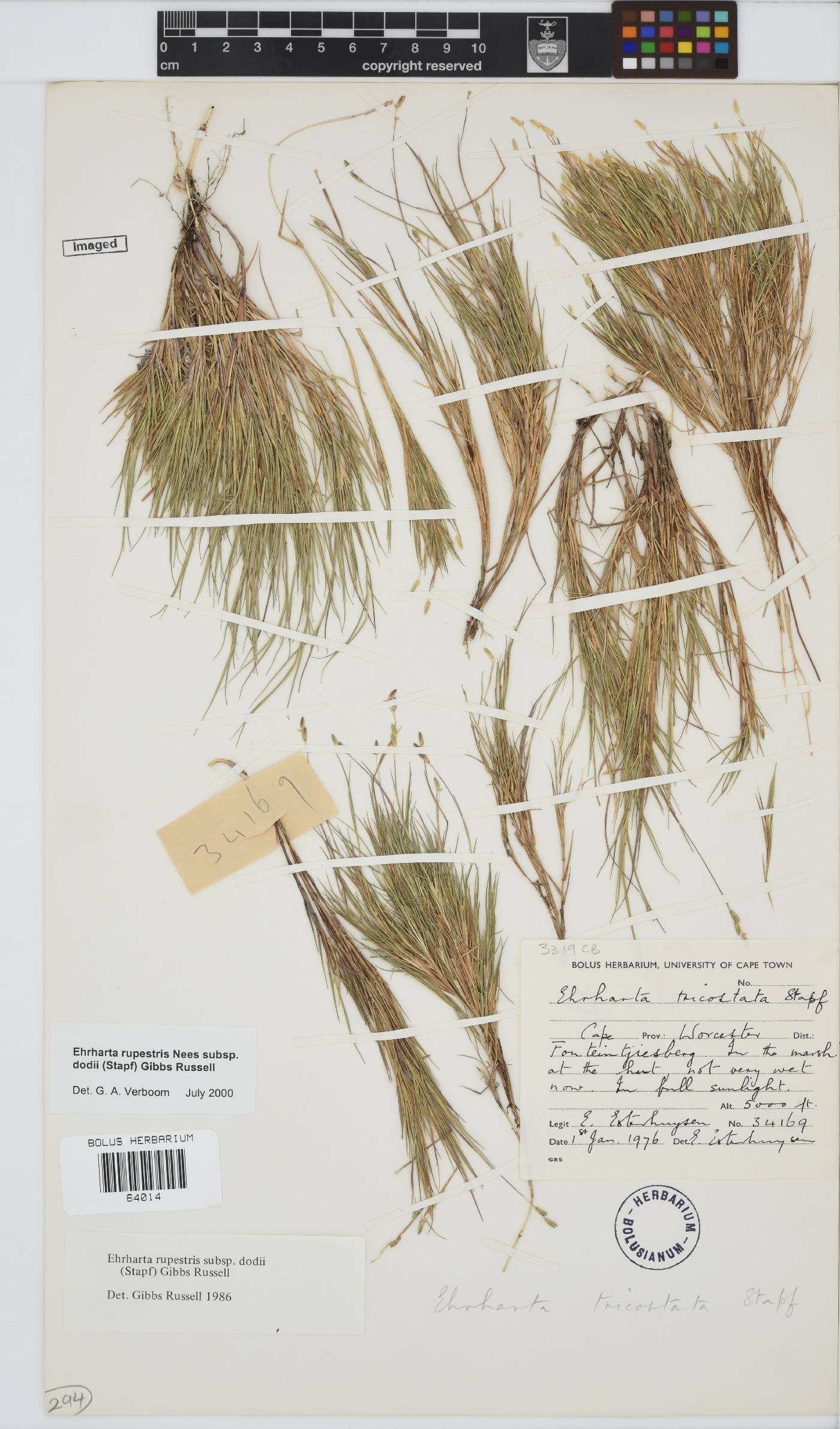 Ehrharta rupestris subsp. dodii image