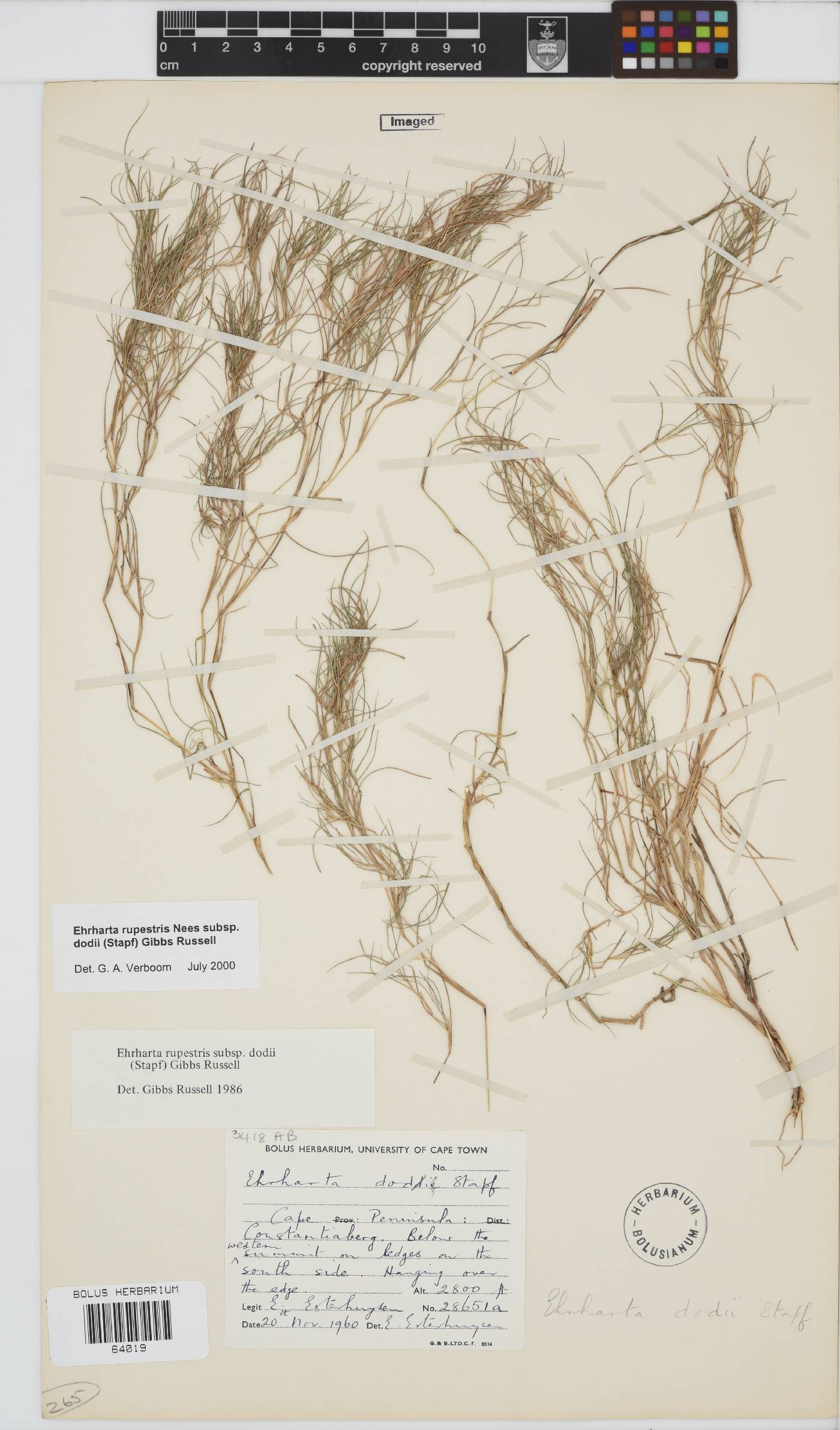 Ehrharta rupestris subsp. dodii image