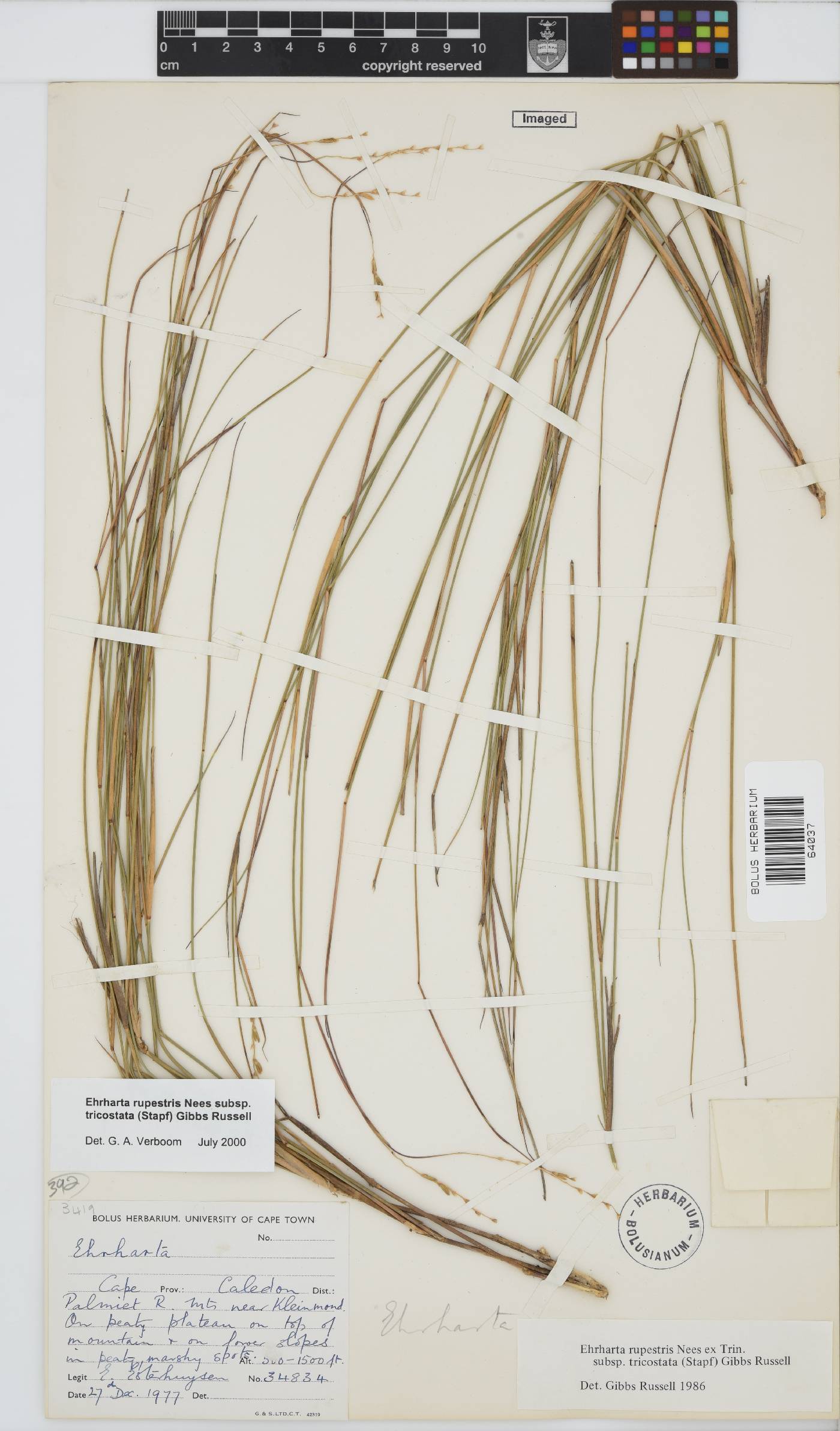Ehrharta rupestris subsp. tricostata image