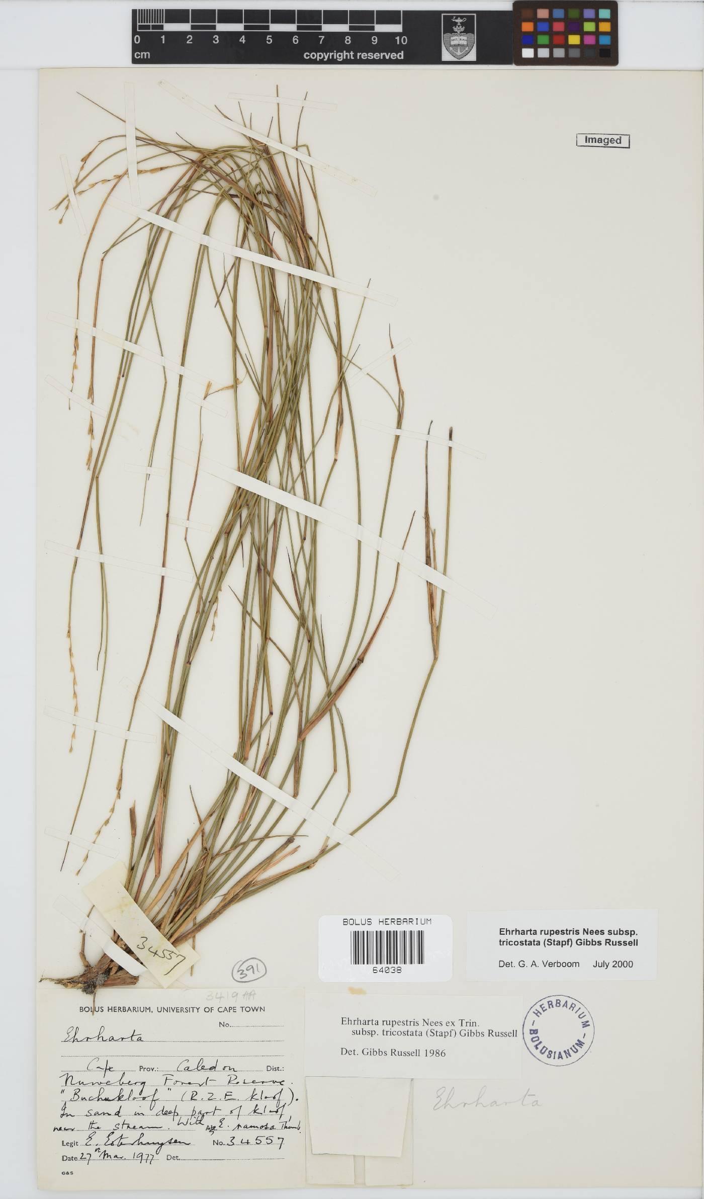 Ehrharta rupestris subsp. tricostata image