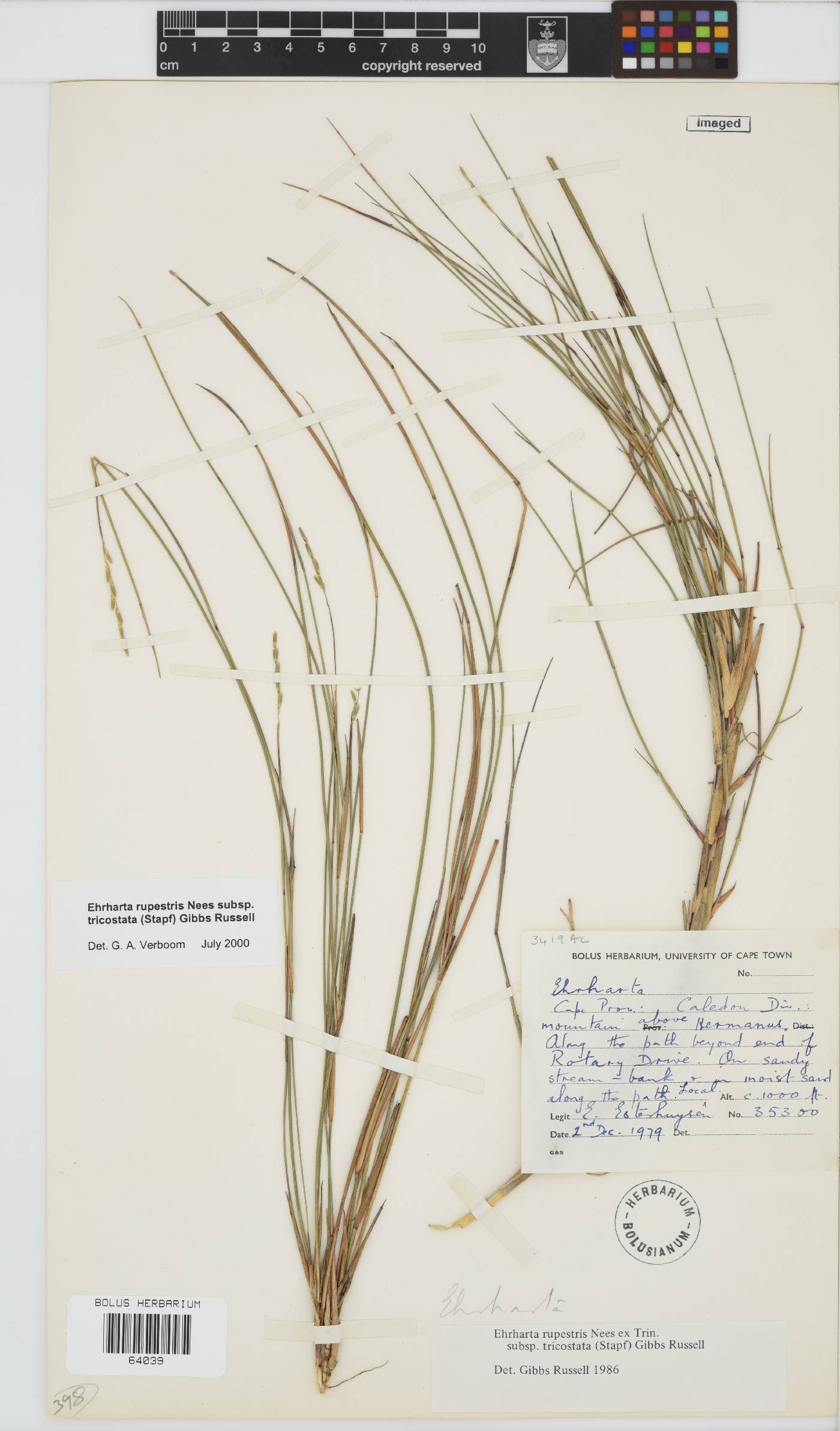 Ehrharta rupestris subsp. tricostata image