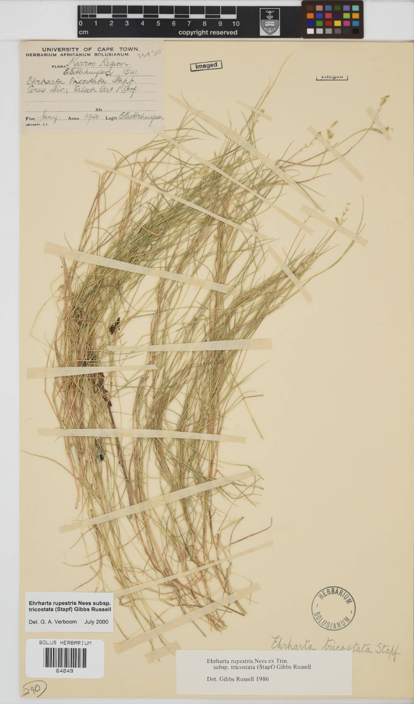 Ehrharta rupestris subsp. tricostata image