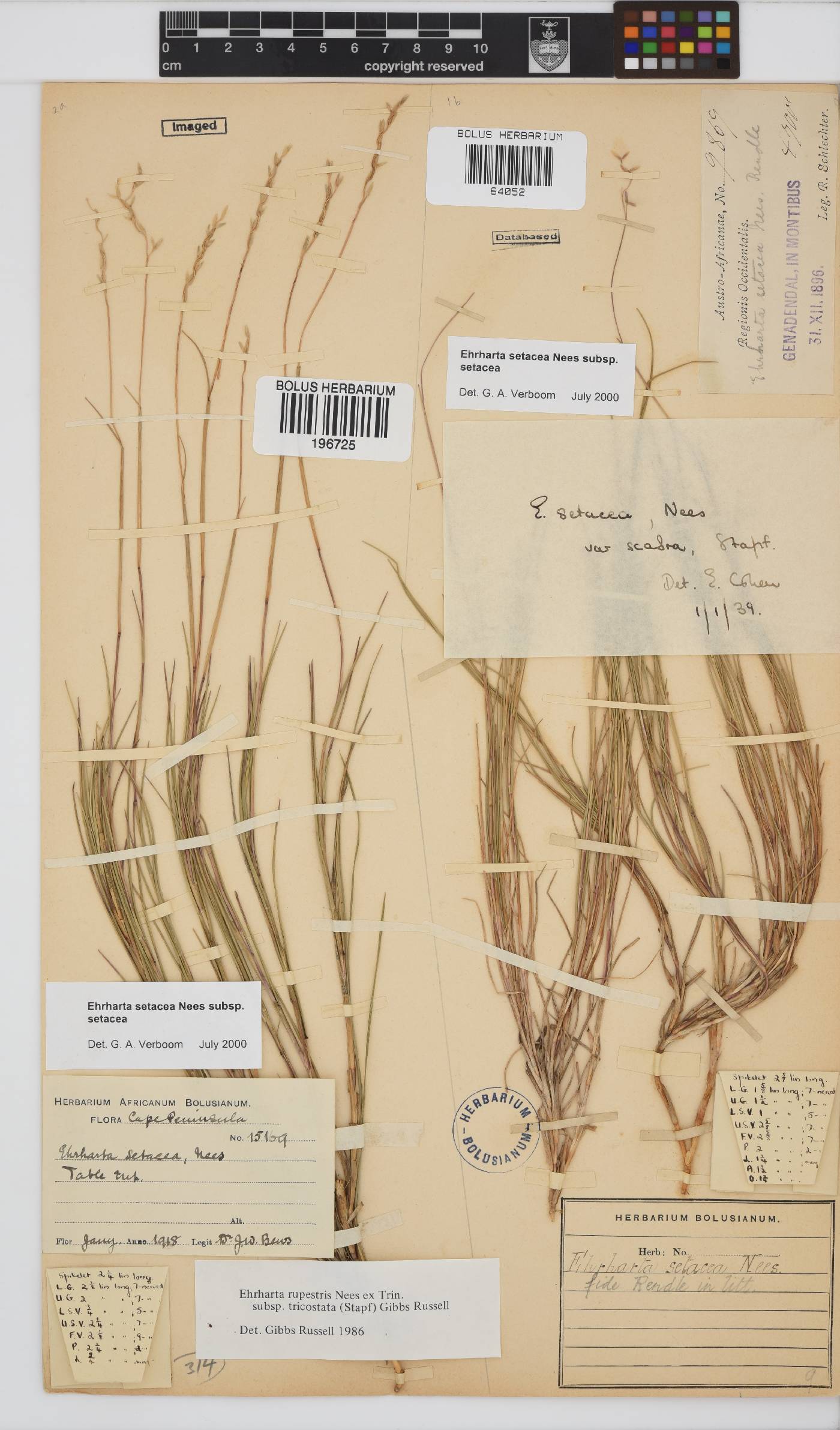 Ehrharta setacea image