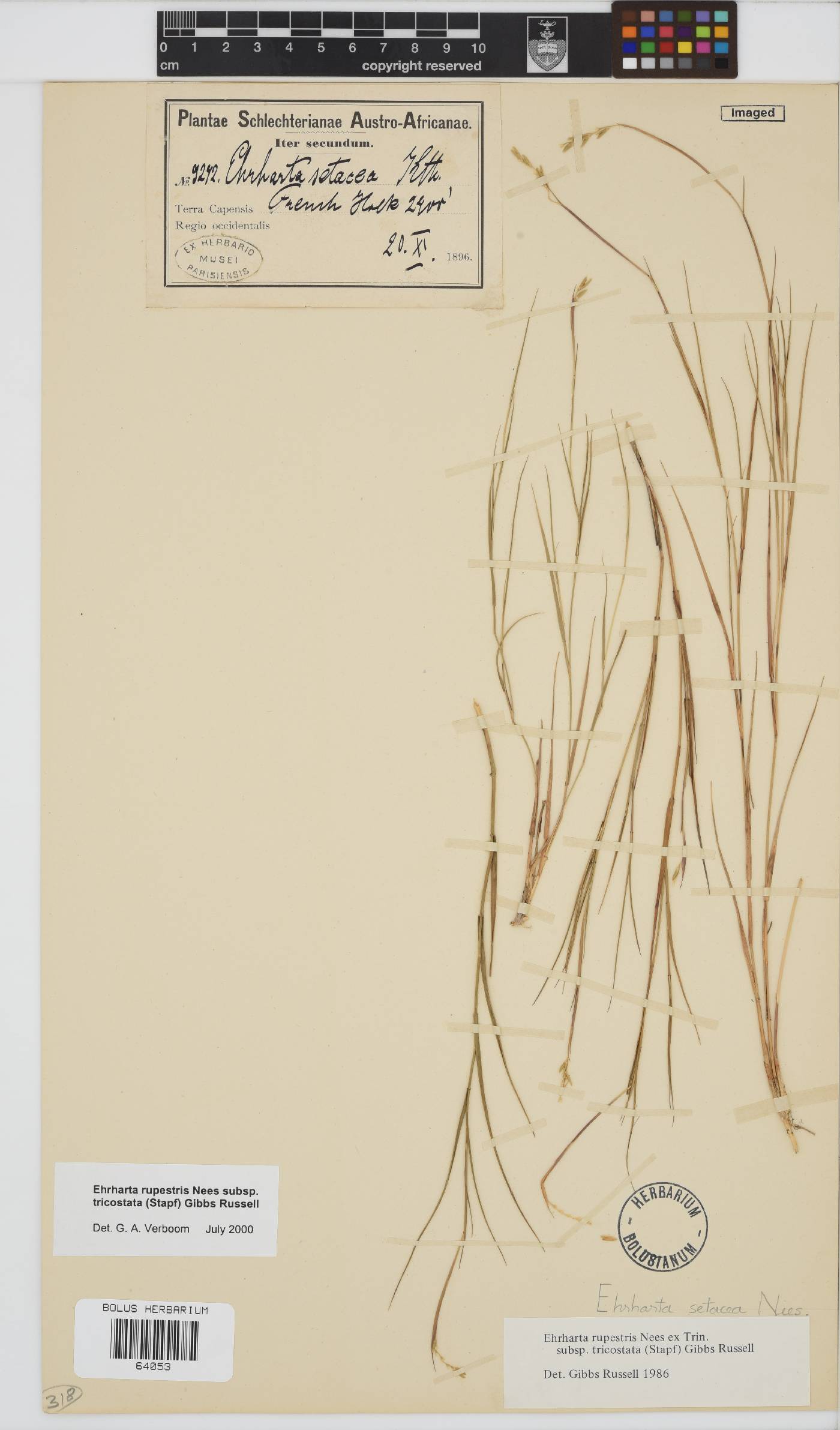 Ehrharta rupestris subsp. tricostata image