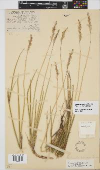 Ehrharta ramosa subsp. ramosa image