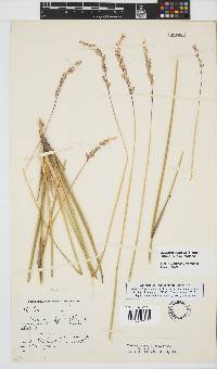 Ehrharta ramosa subsp. ramosa image