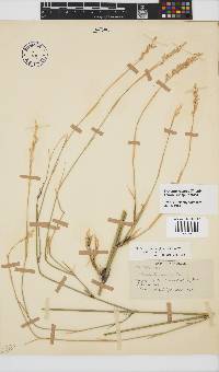 Ehrharta ramosa subsp. ramosa image