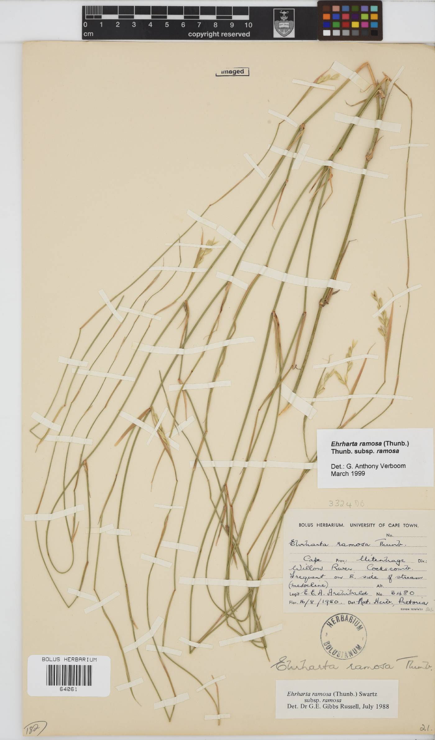 Ehrharta ramosa image