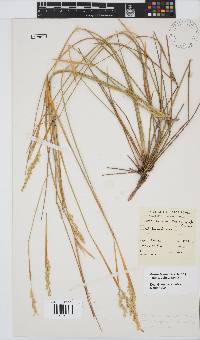 Ehrharta ramosa subsp. ramosa image