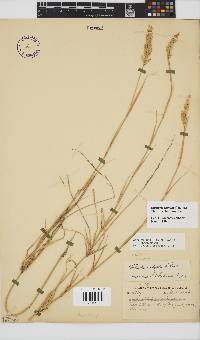 Ehrharta ramosa subsp. ramosa image