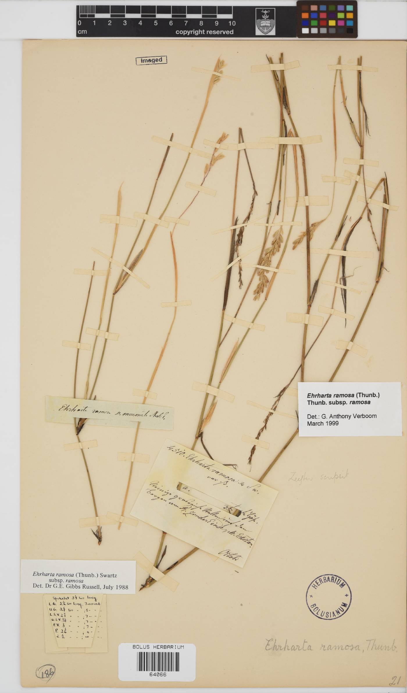 Ehrharta ramosa subsp. ramosa image