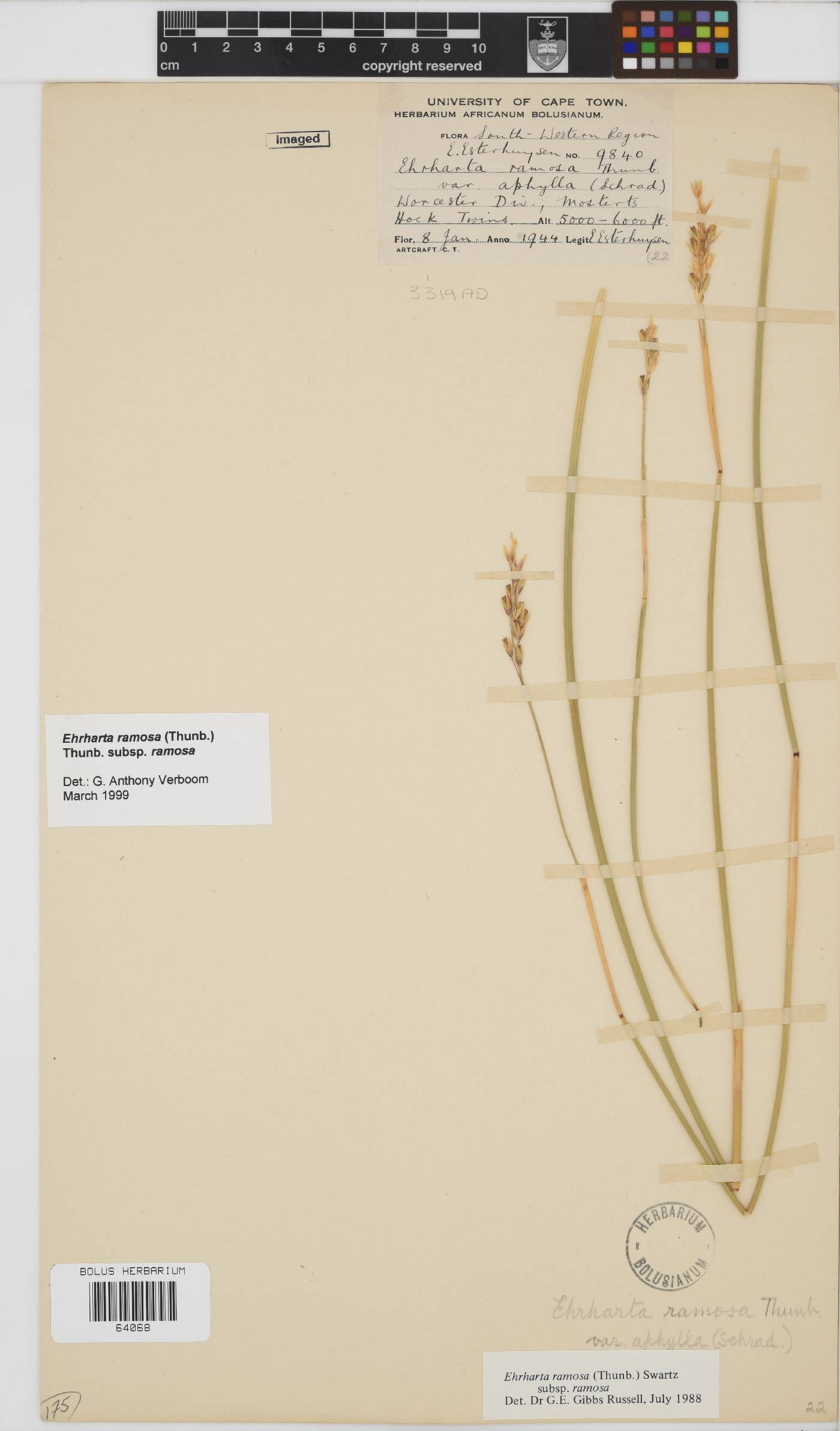 Ehrharta ramosa image