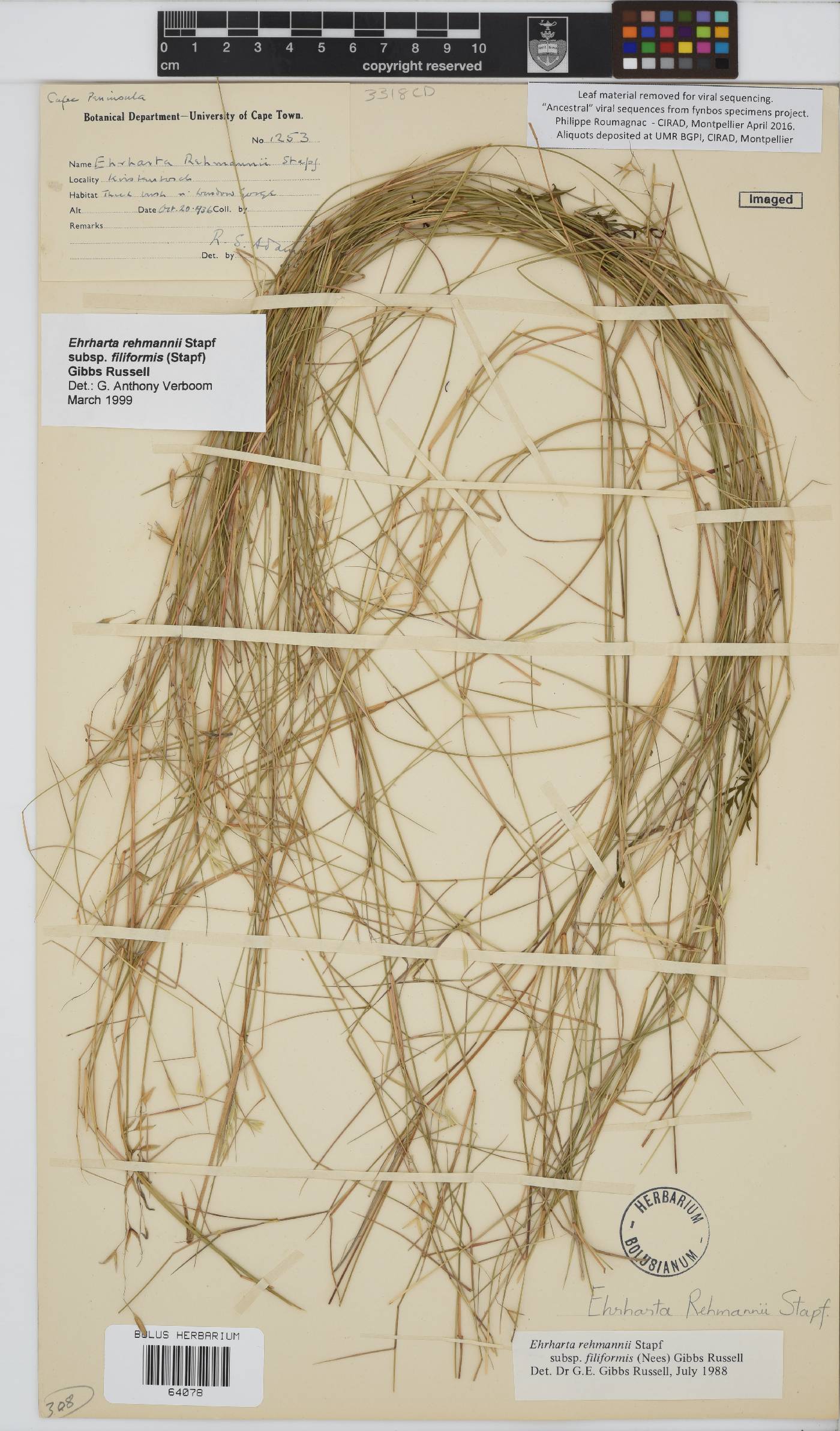 Ehrharta rehmannii subsp. filiformis image