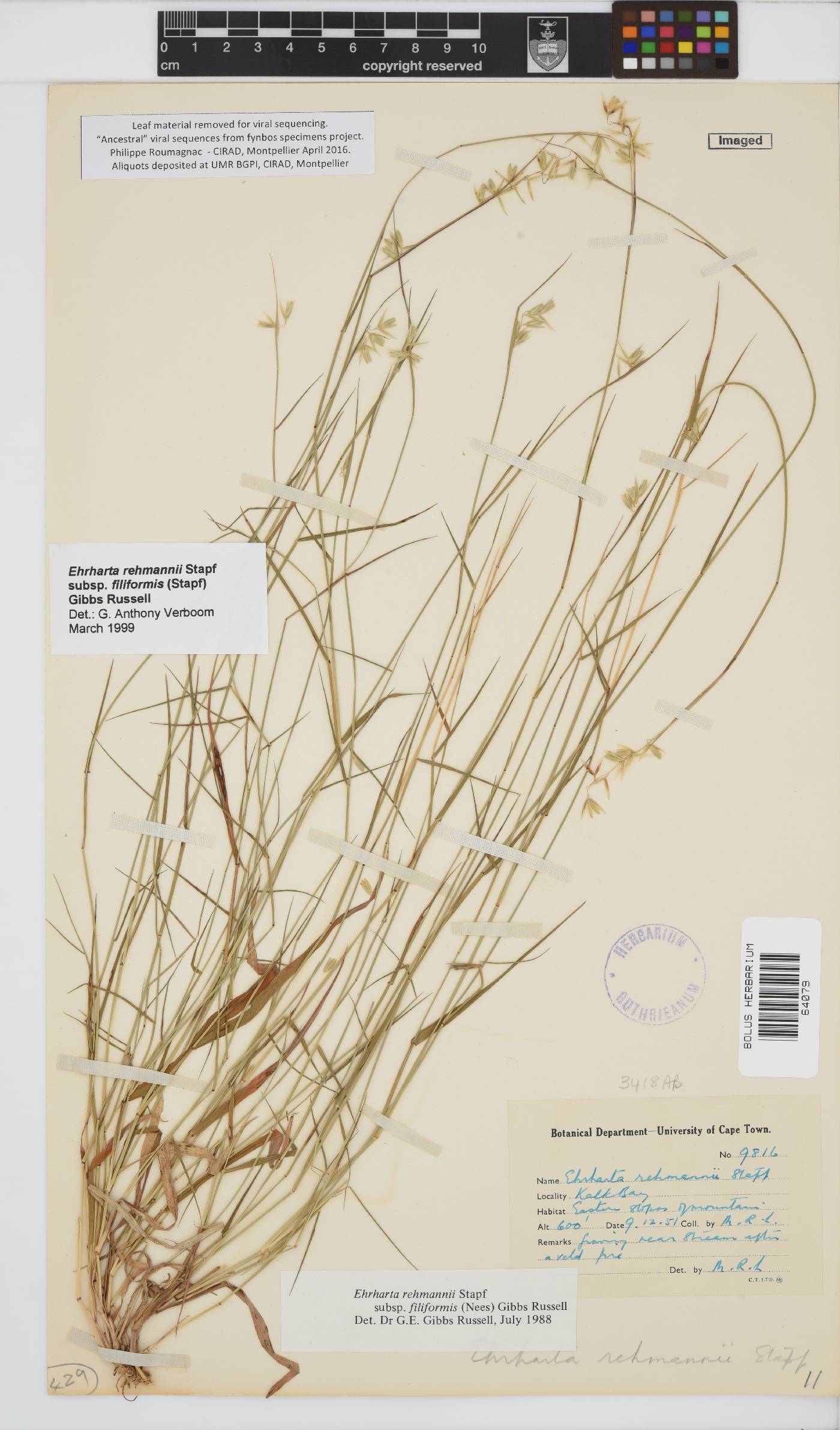 Ehrharta rehmannii subsp. filiformis image