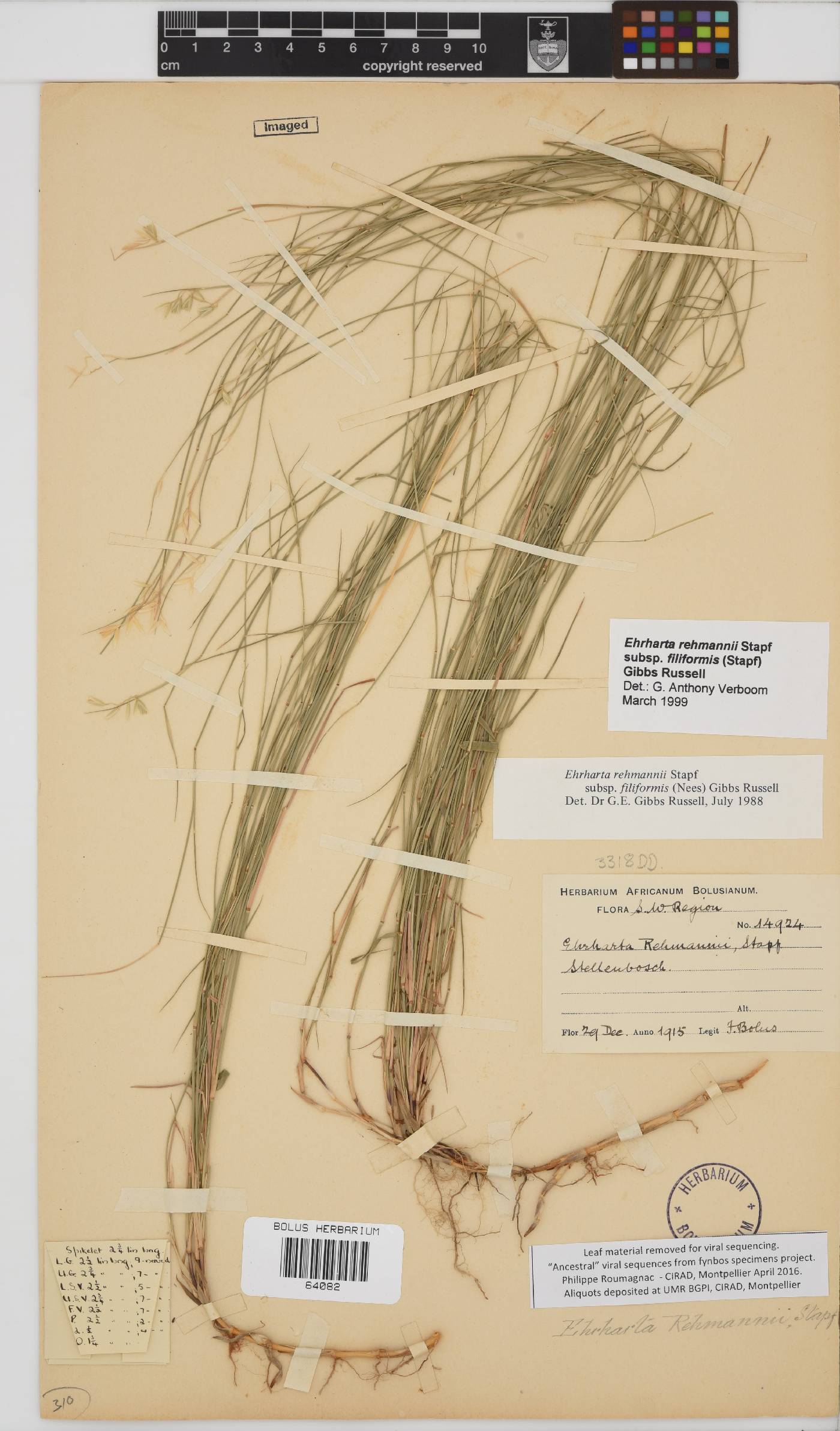 Ehrharta rehmannii subsp. filiformis image