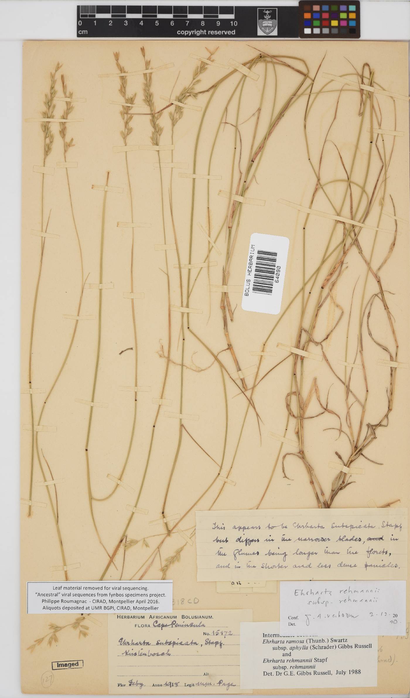 Ehrharta rehmannii image