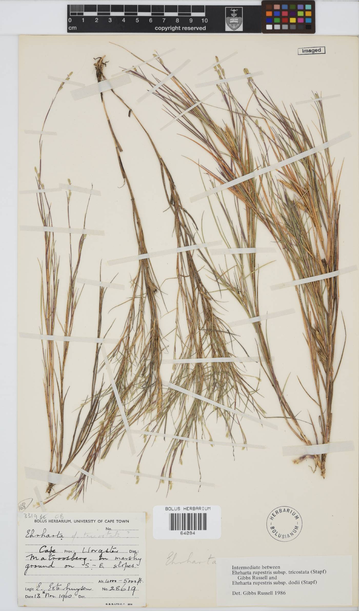 Ehrharta rupestris subsp. tricostata image
