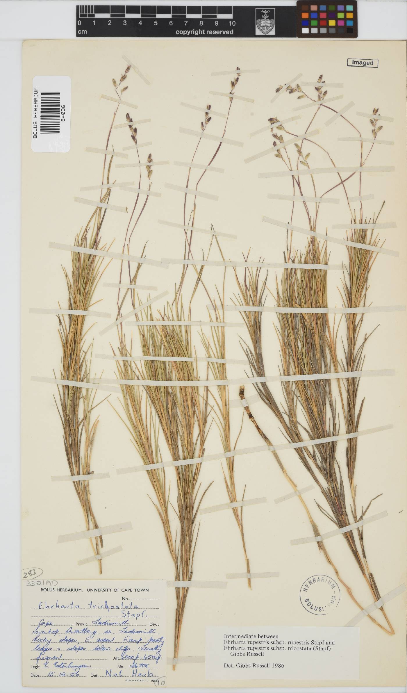 Ehrharta rupestris subsp. tricostata image