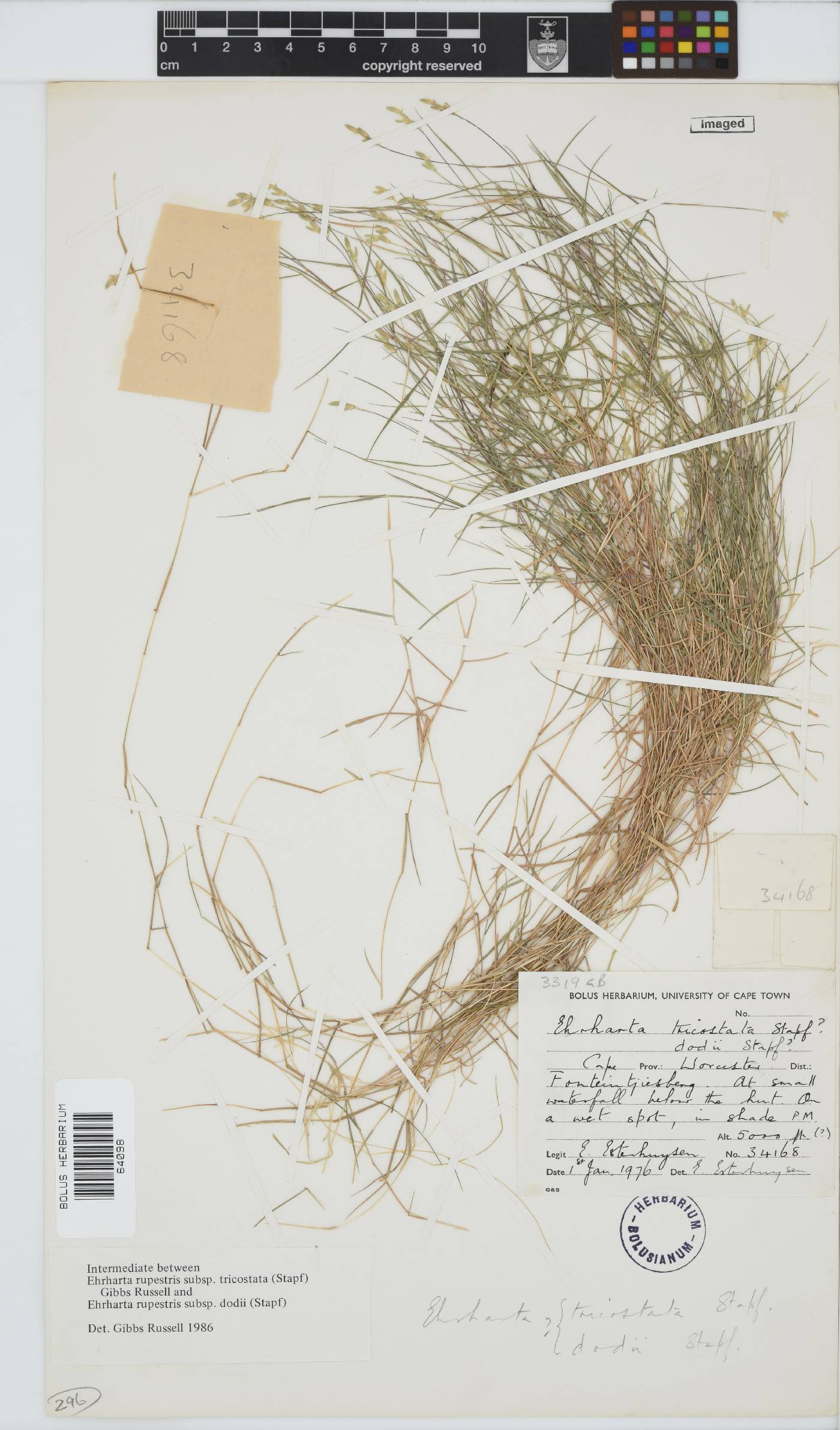 Ehrharta rupestris subsp. tricostata image