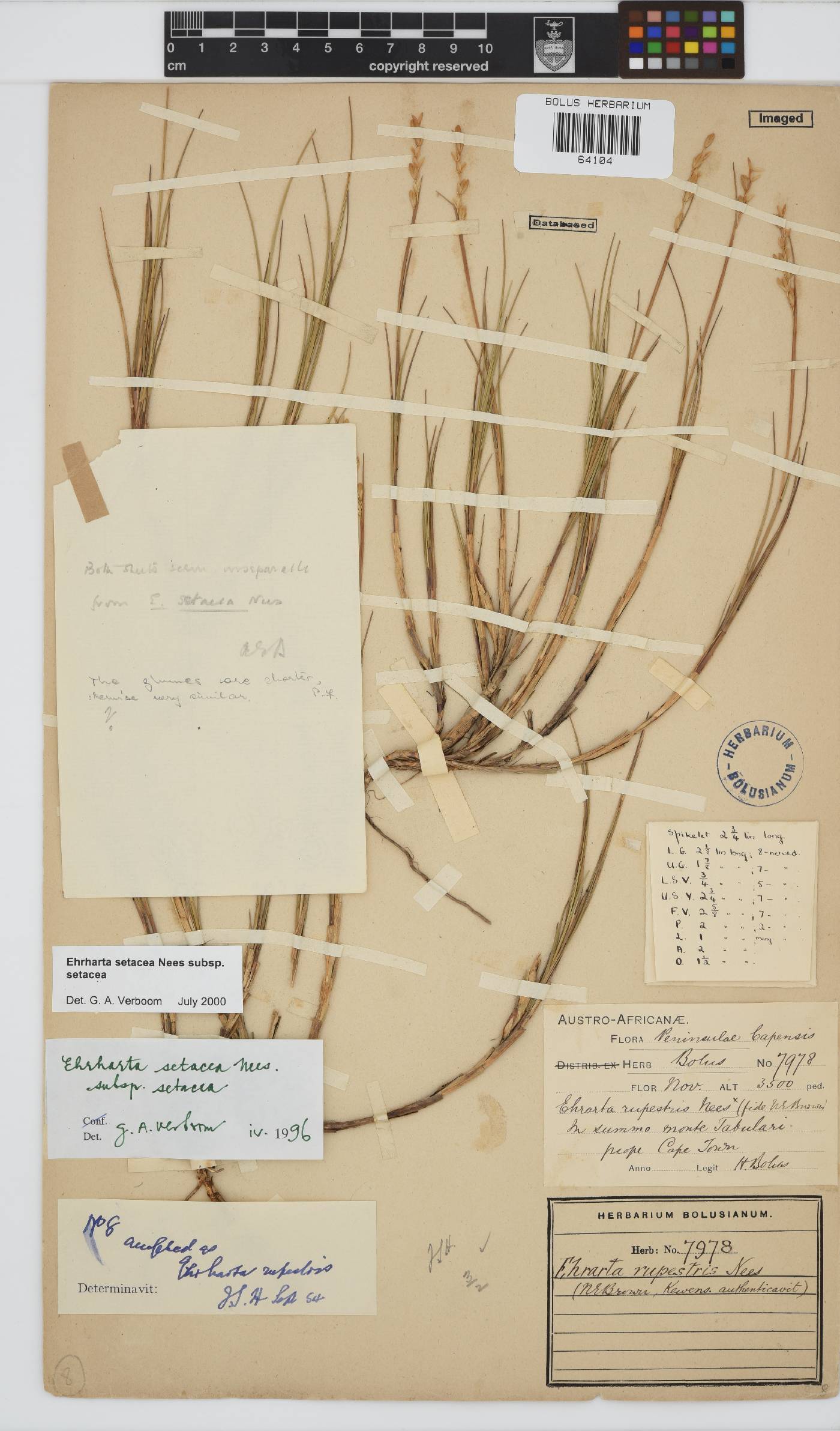 Ehrharta setacea subsp. setacea image