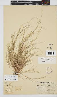 Ehrharta setacea subsp. uniflora image