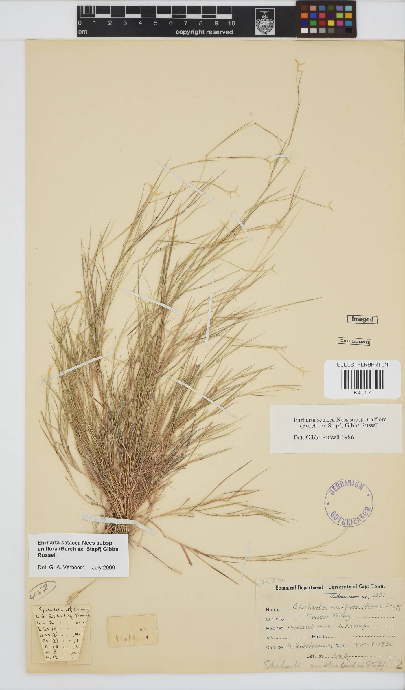 Ehrharta setacea subsp. uniflora image