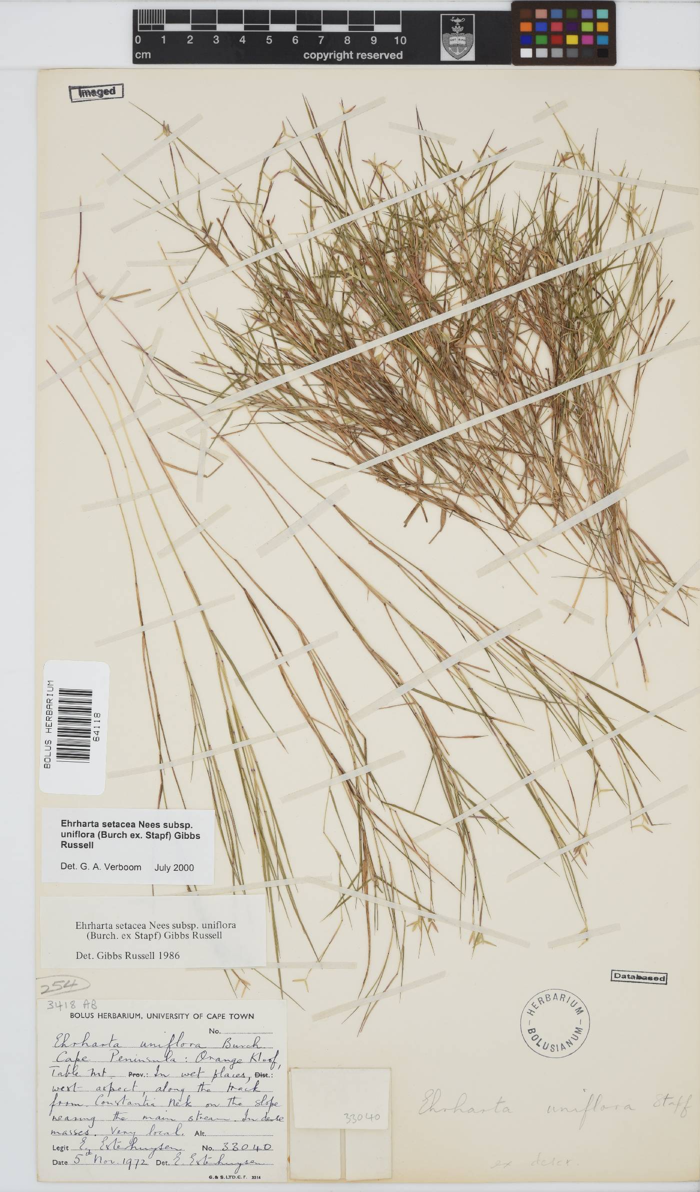 Ehrharta setacea subsp. uniflora image