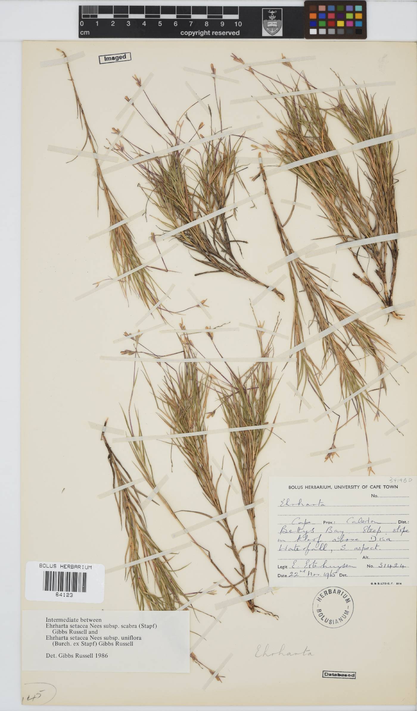 Ehrharta image