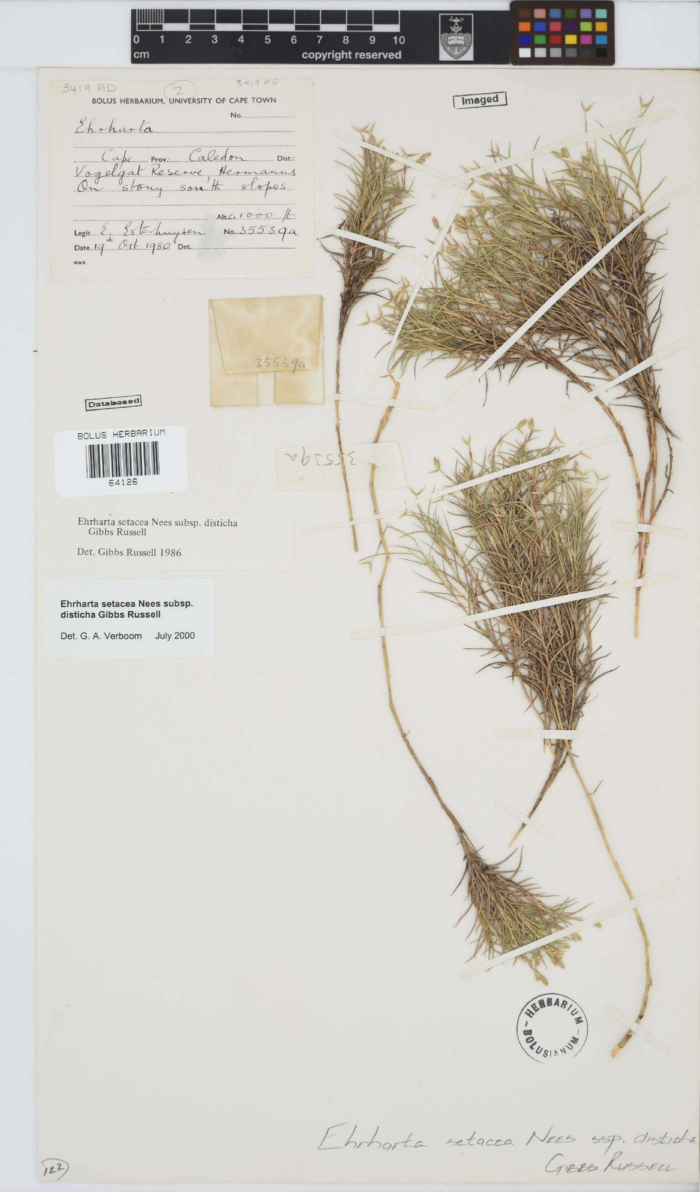 Ehrharta setacea subsp. disticha image