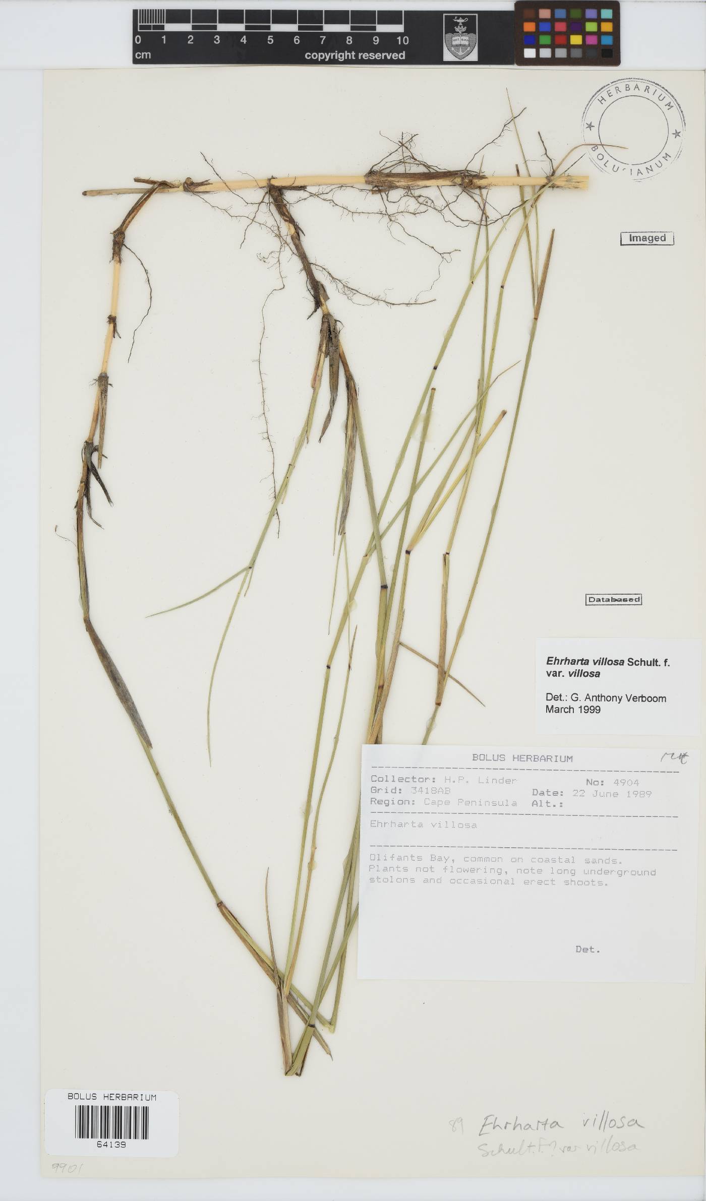 Ehrharta villosa var. villosa image