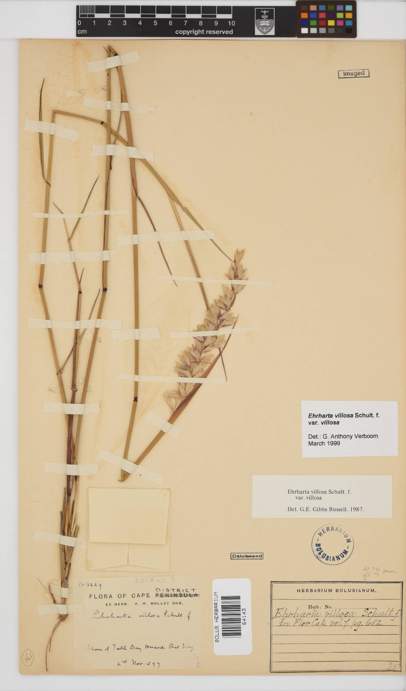 Ehrharta villosa image