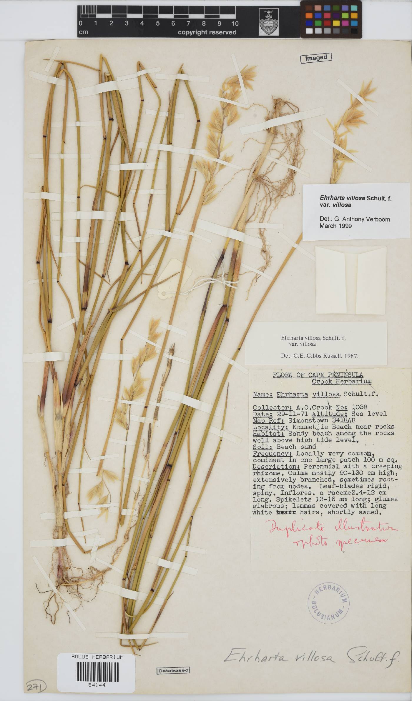 Ehrharta villosa image