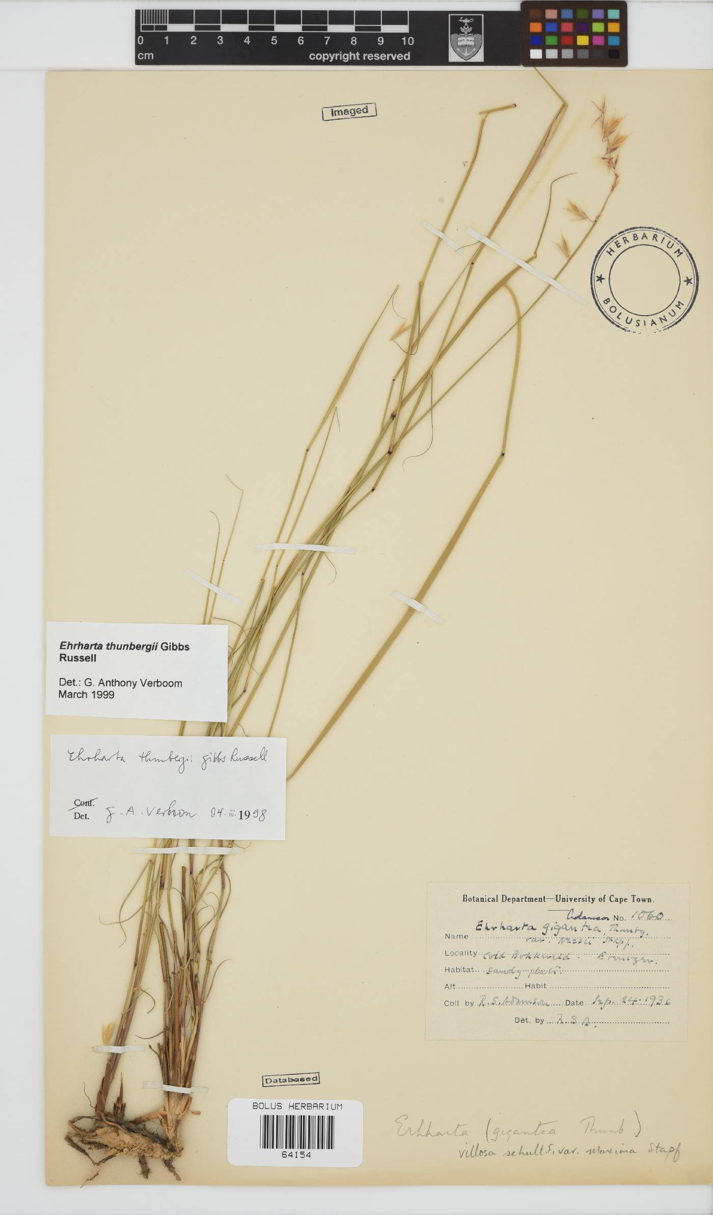 Ehrharta thunbergii image
