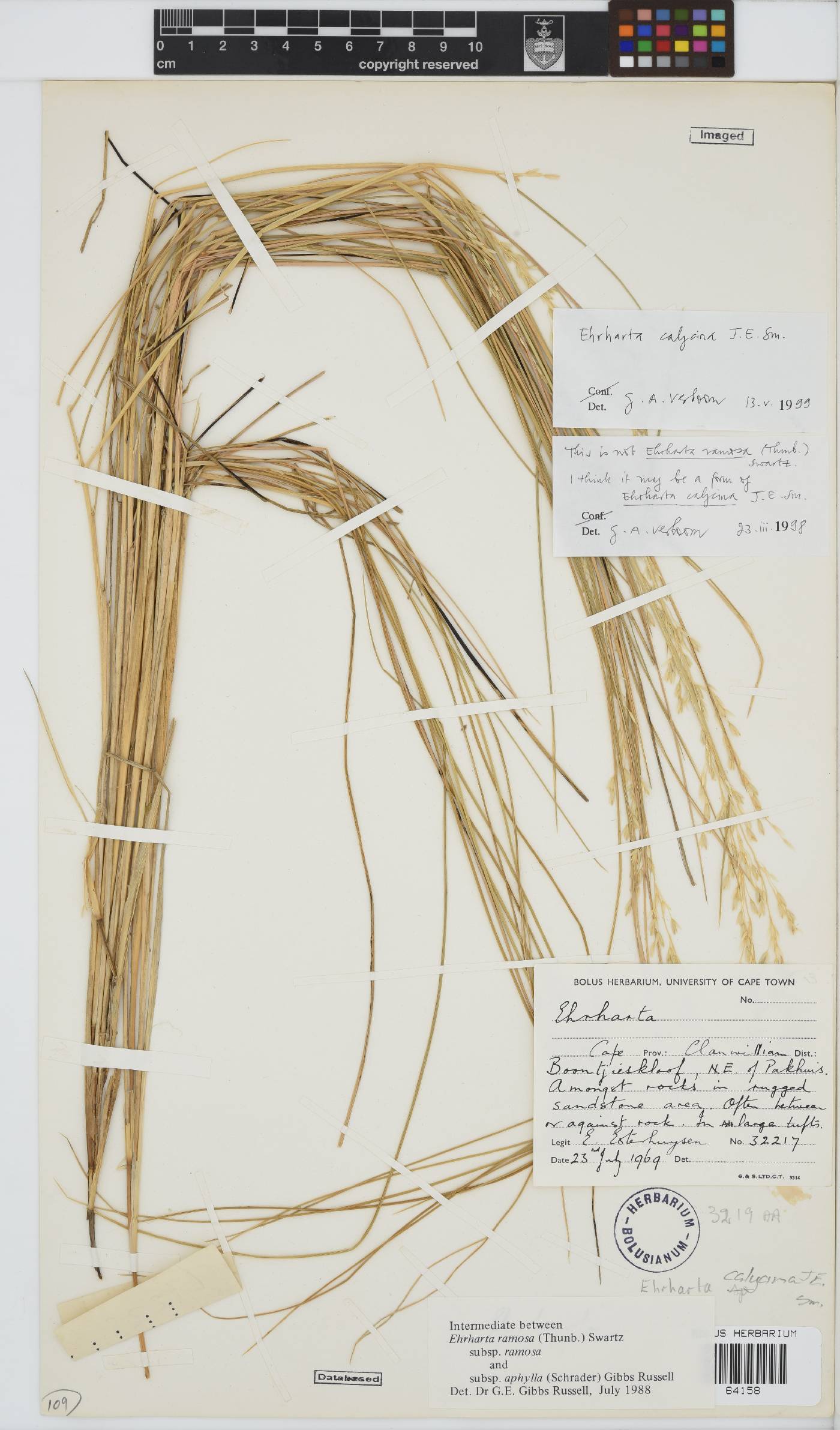 Ehrharta calycina image