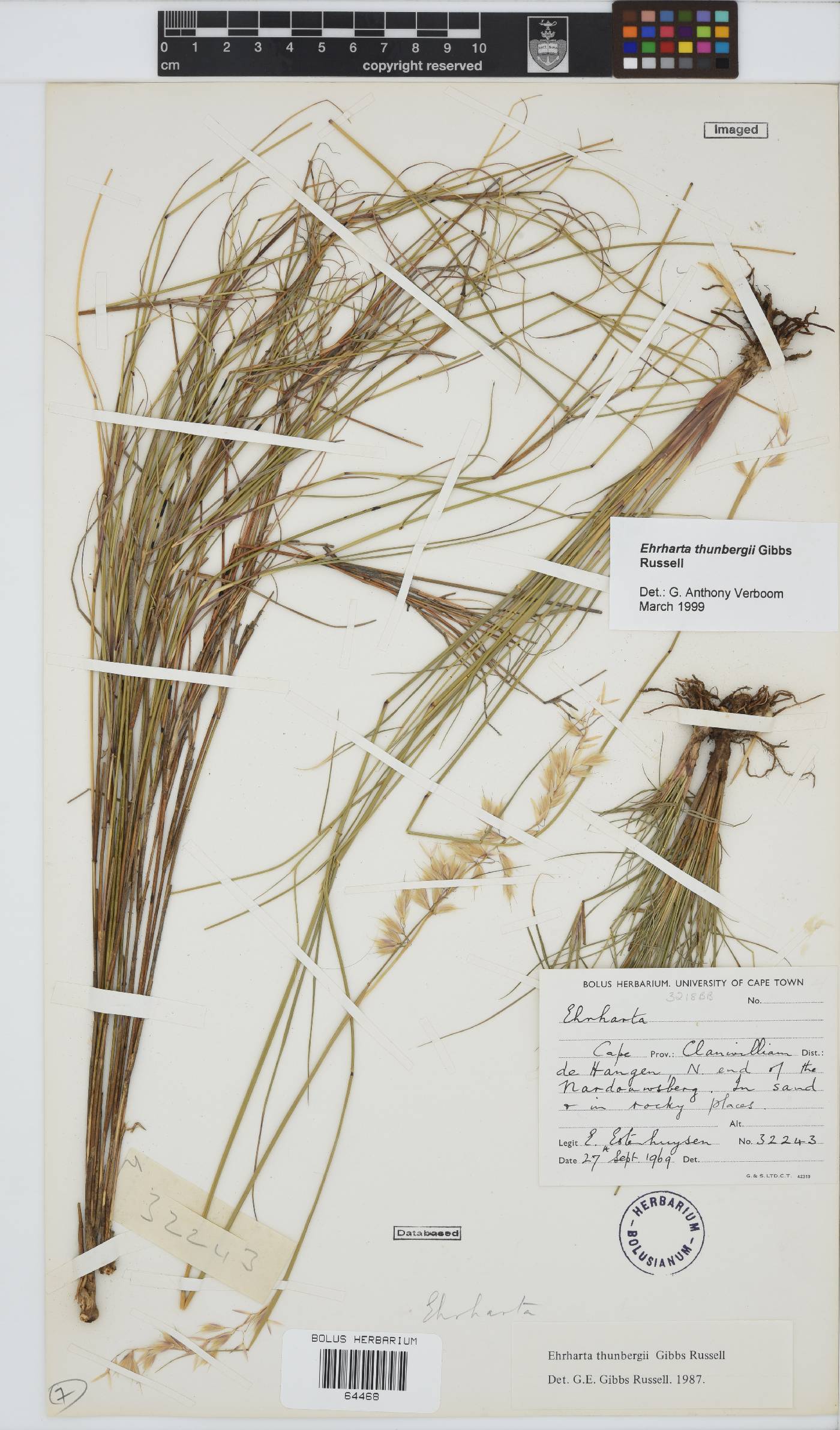 Ehrharta thunbergii image
