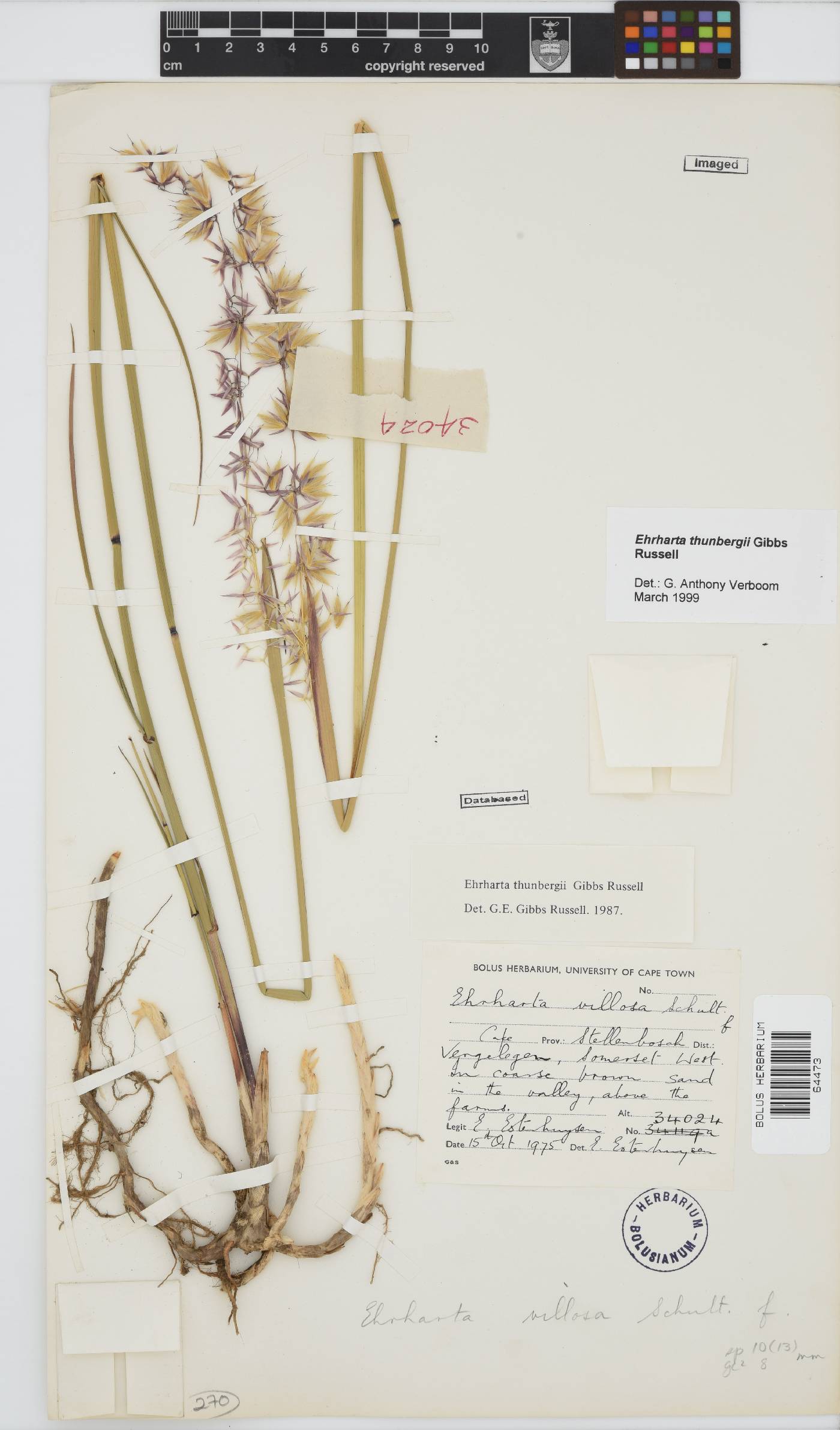 Ehrharta thunbergii image