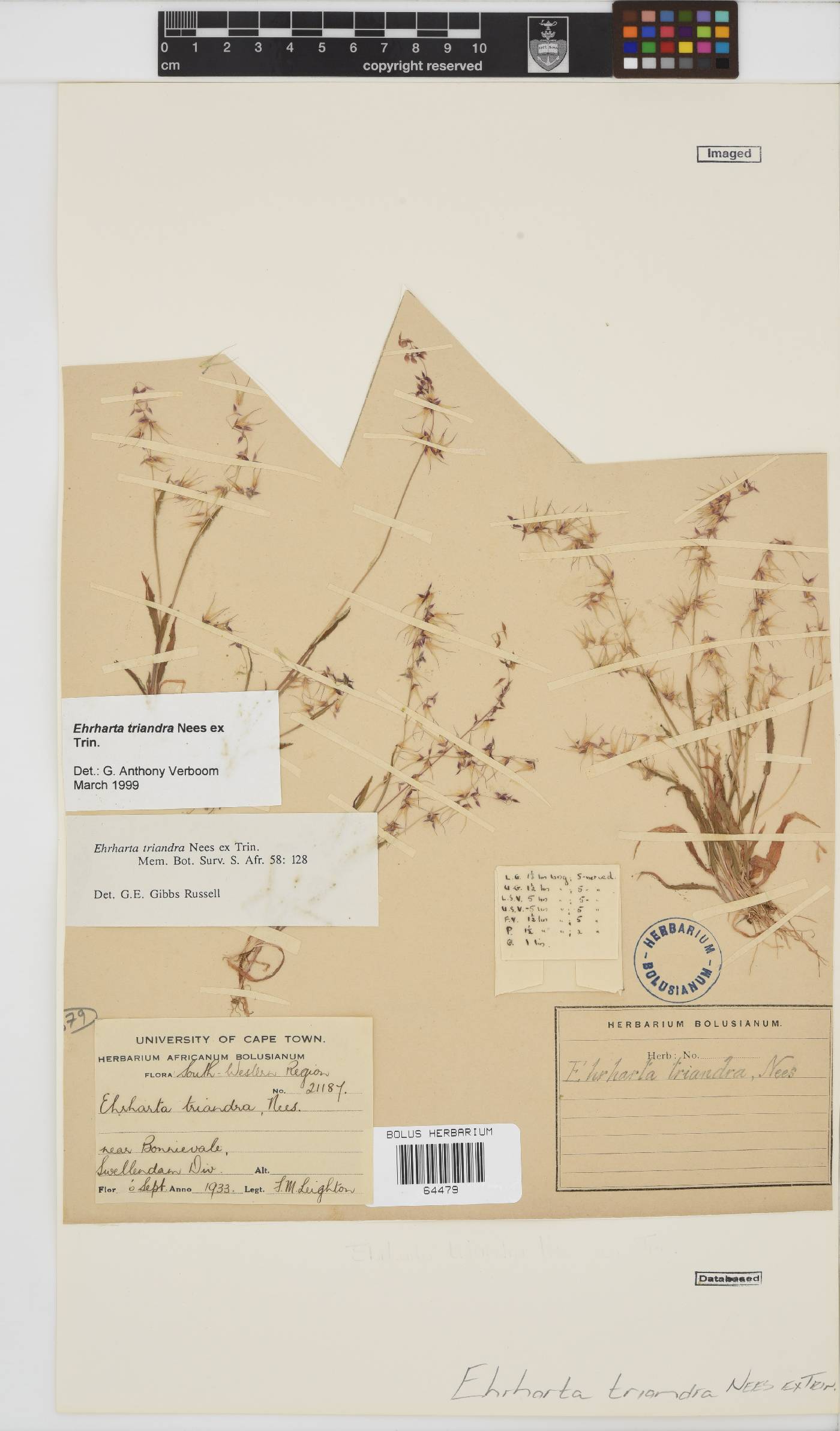 Ehrharta triandra image