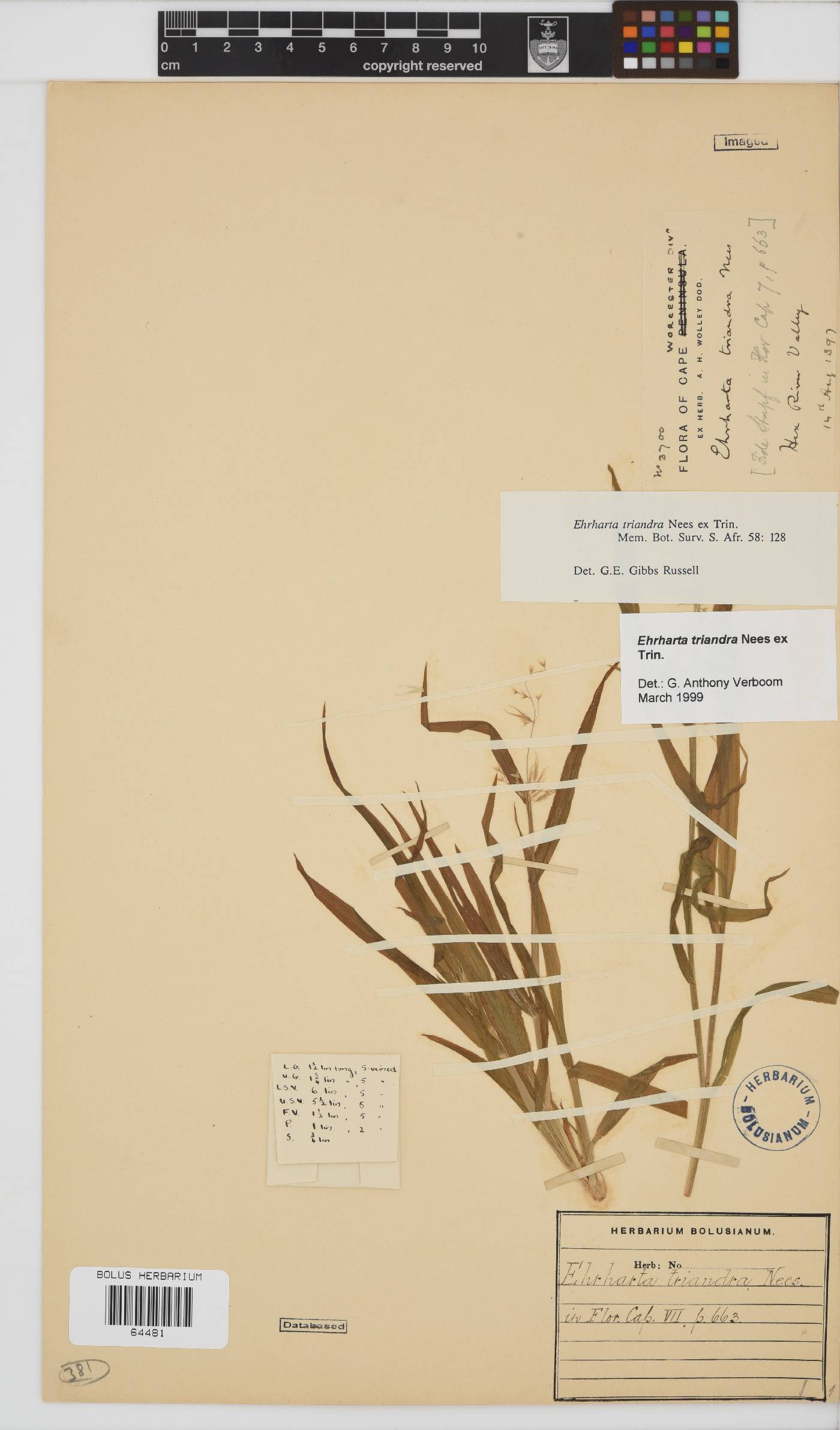 Ehrharta triandra image