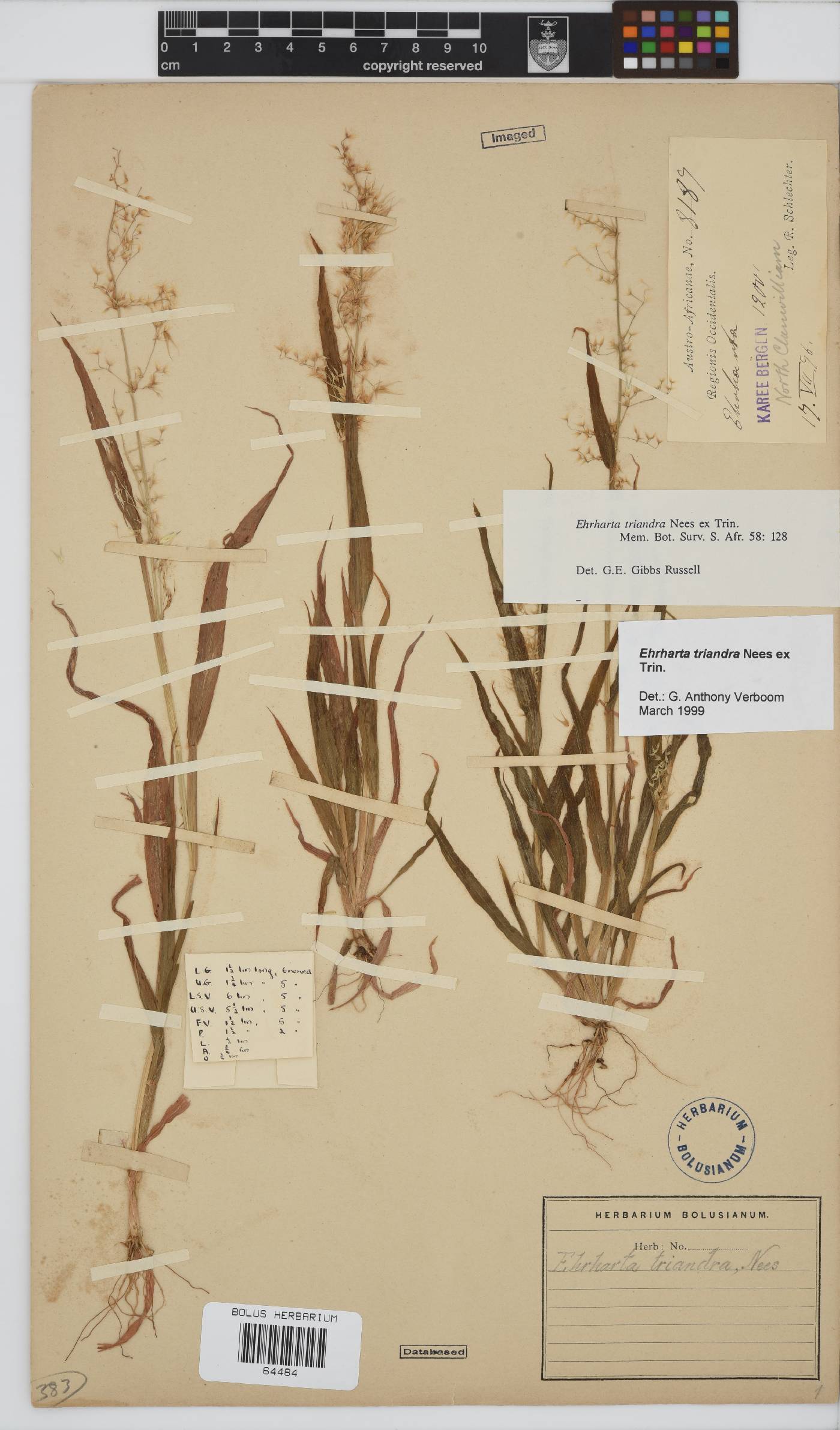 Ehrharta triandra image