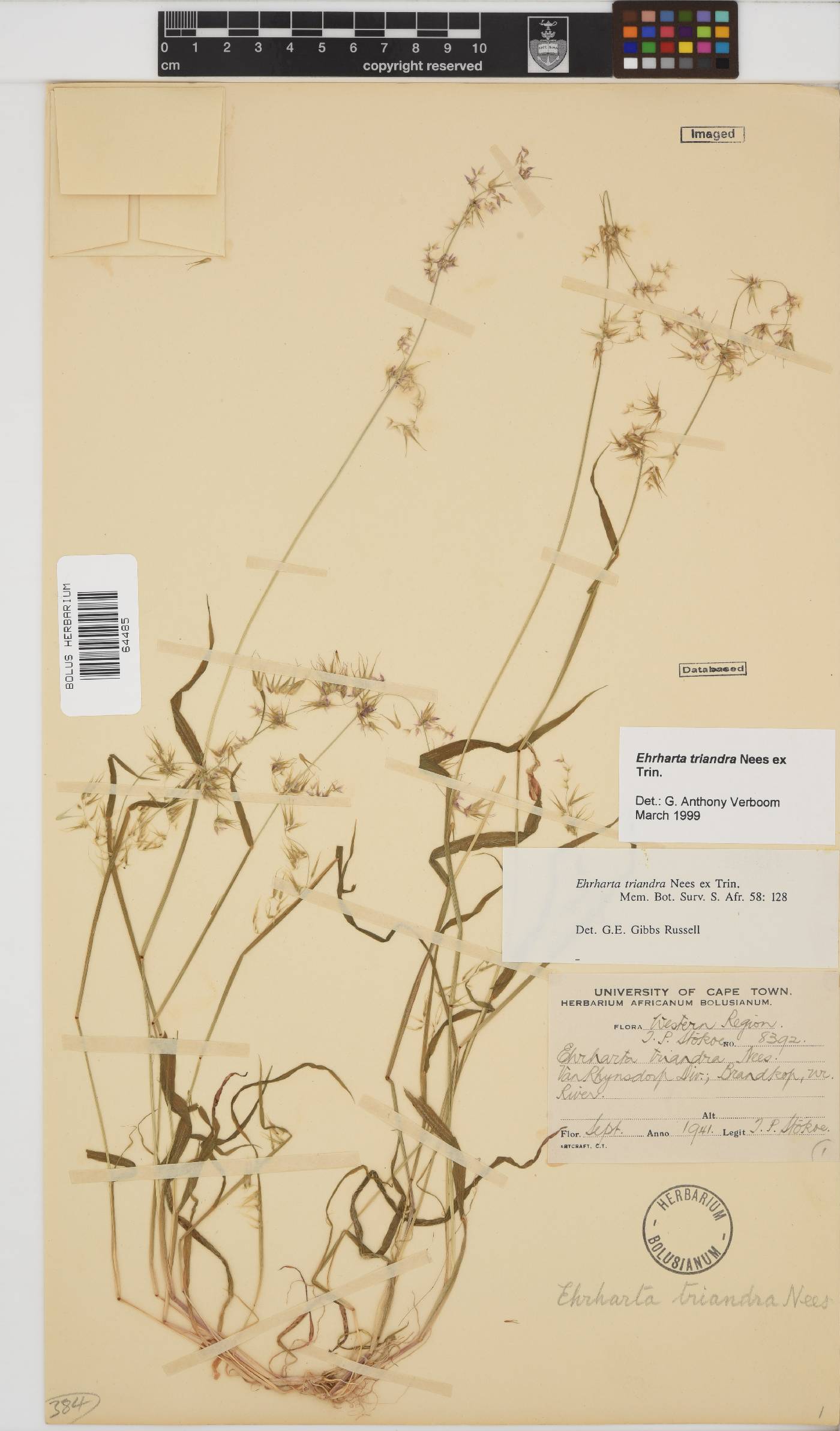 Ehrharta triandra image